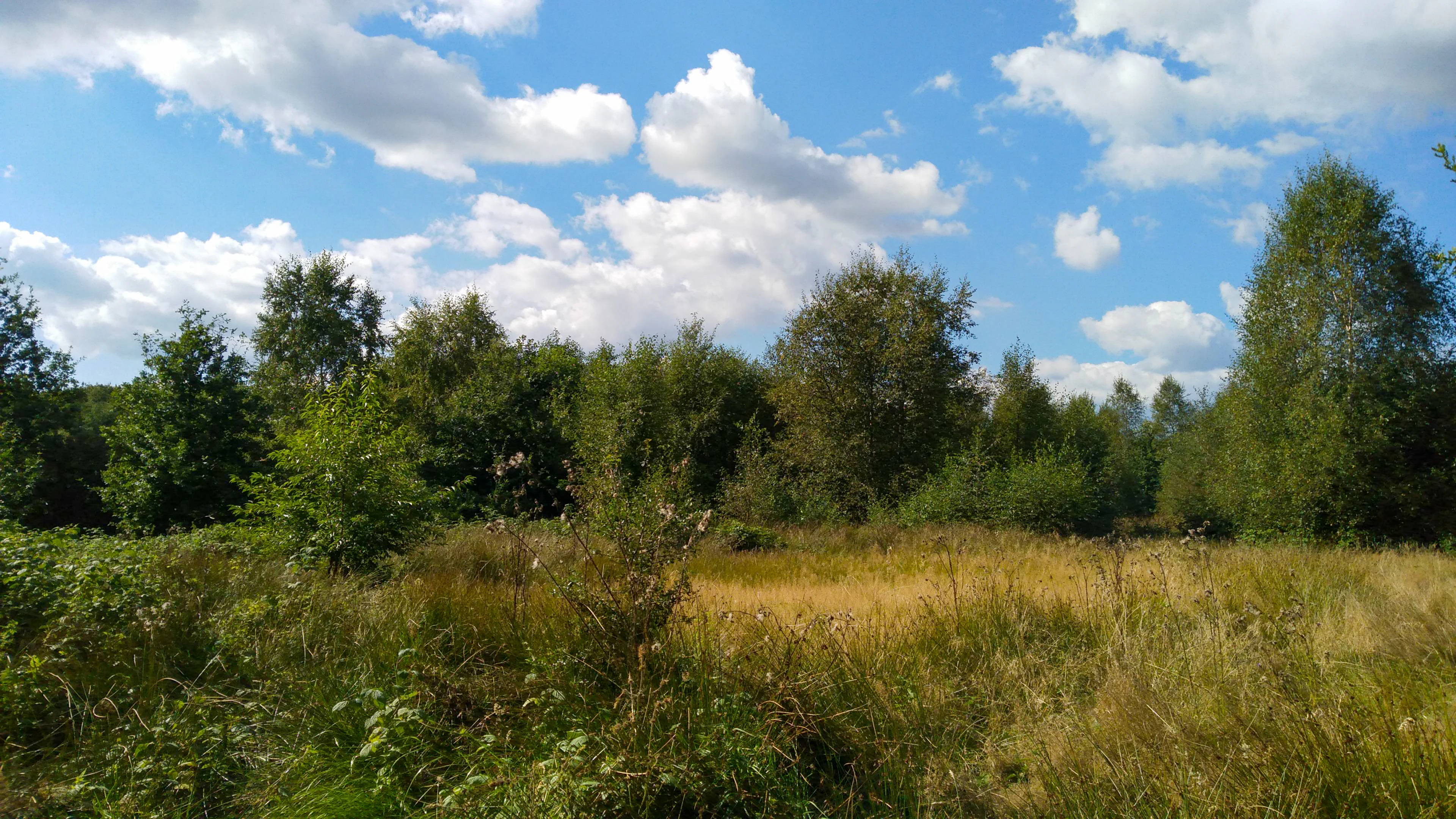 A sunny day view of a grassy meadow leading into a dense deciduous forest with a blue sky and white clouds.