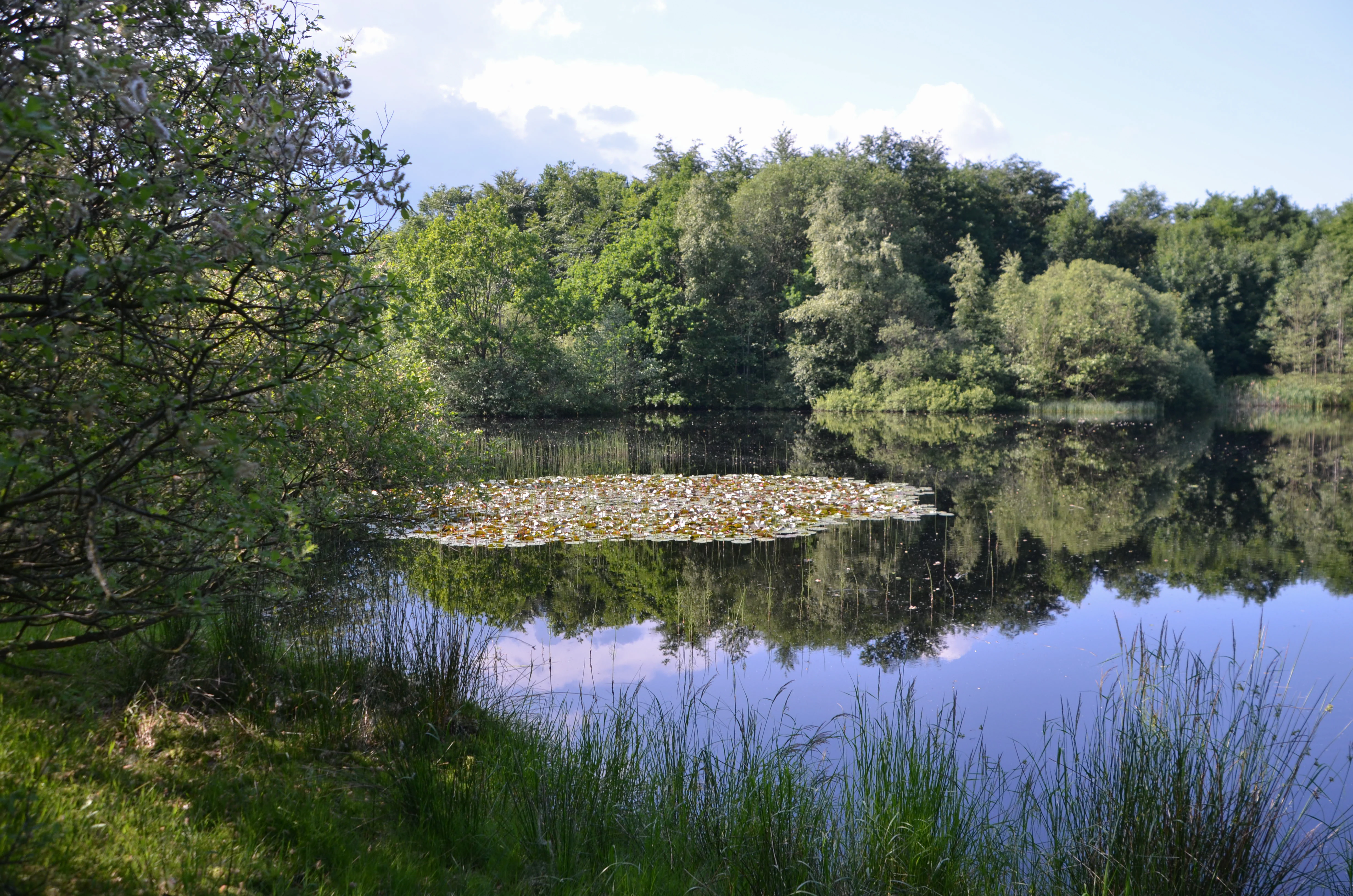 A calm, dark-water pond surrounded by lush green forest, with a cluster of water lilies floating near the center.