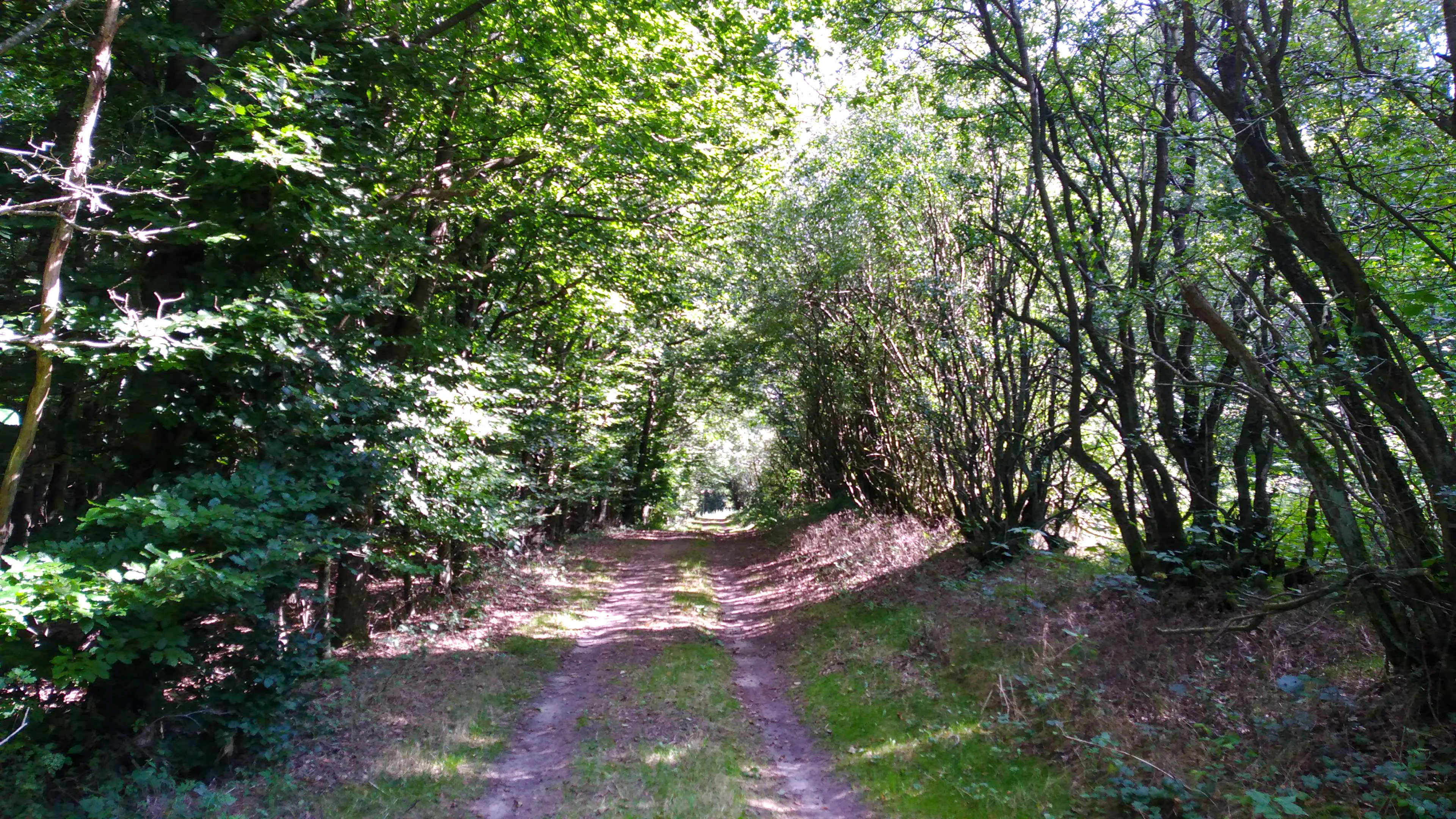 A dirt path leads through a dense deciduous forest with sunlight filtering through the canopy.