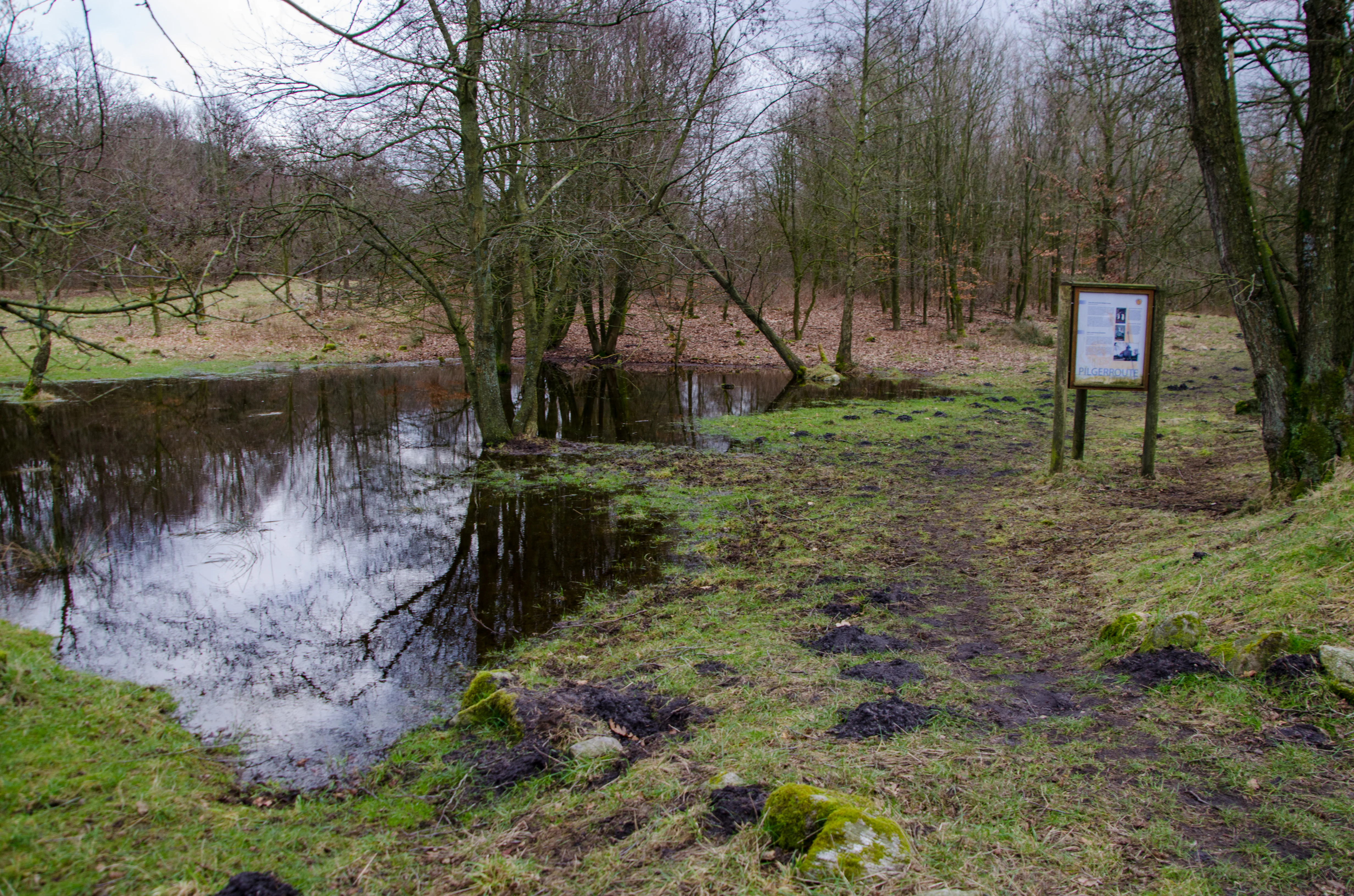 A small, dark pond surrounded by leafless trees and grassy terrain with an information sign on a wooden post to the right.