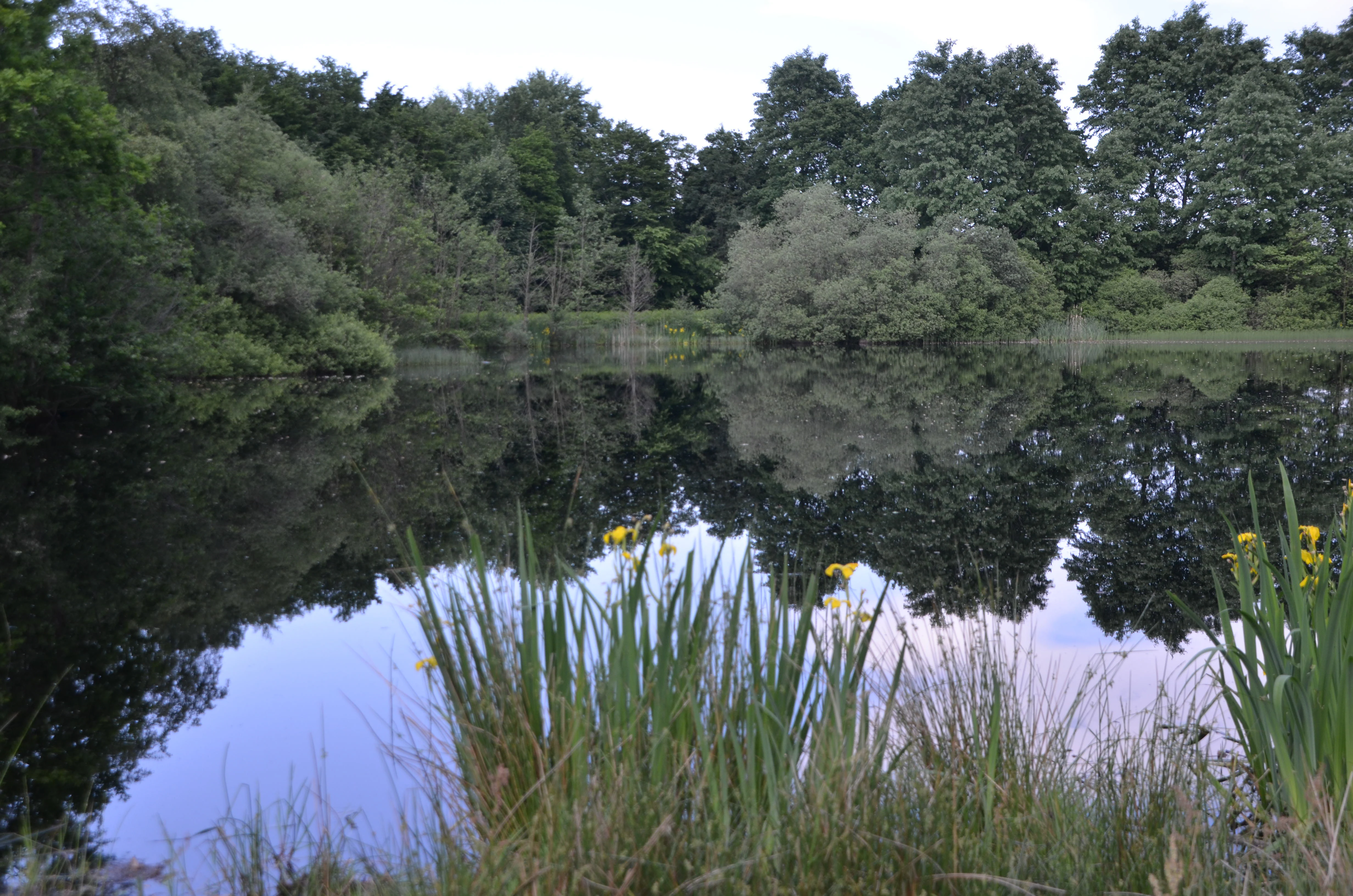 A still pond surface reflects a line of dense green trees, with tall grasses and yellow wildflowers visible along the shoreline in the foreground.