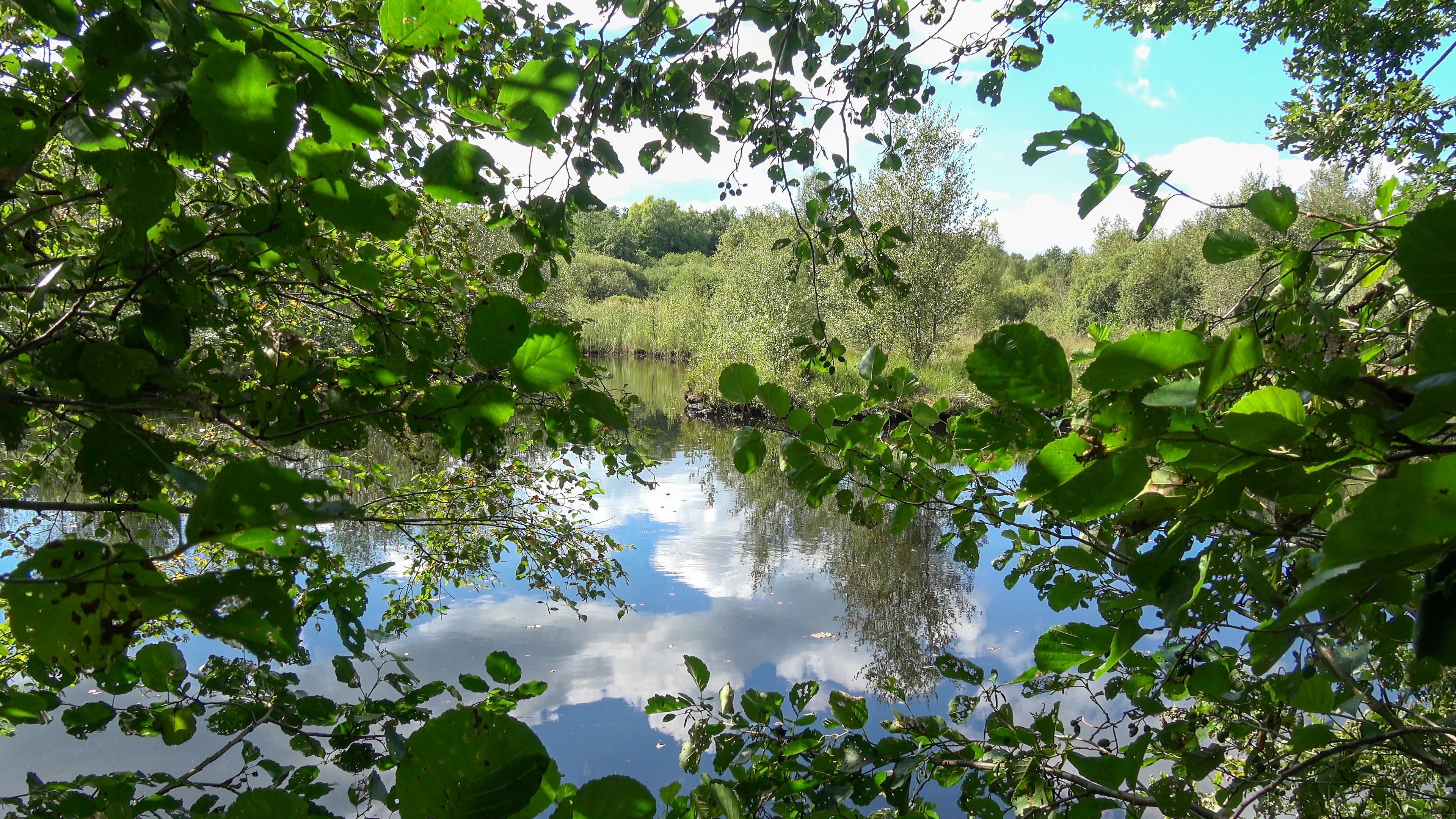 A tranquil forest pond reflecting a blue sky with white clouds, framed by green leafy branches in the foreground.
