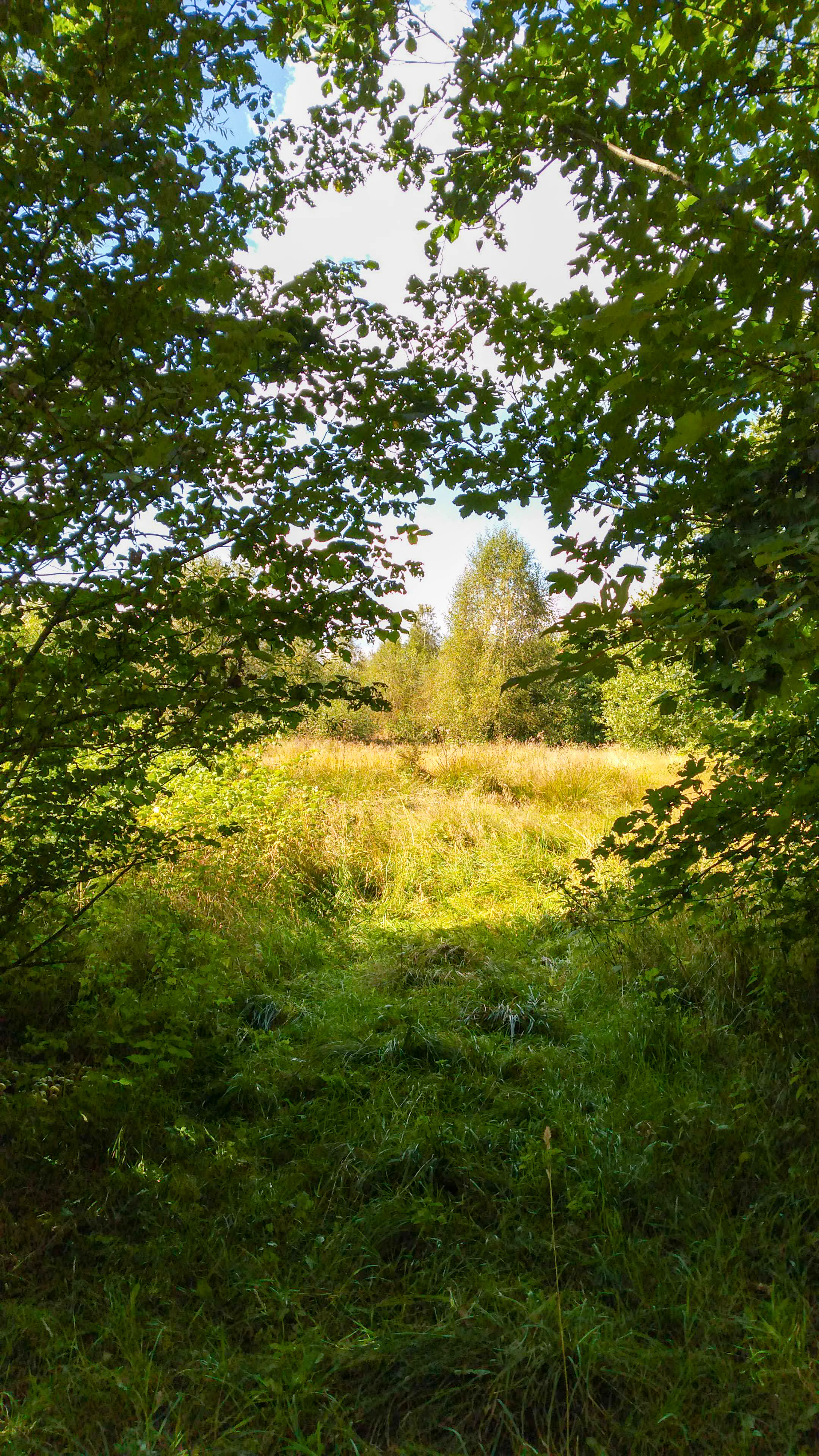 A view through a leafy, sunlit opening in a forest revealing a golden, grassy meadow and a line of distant trees under a bright sky.