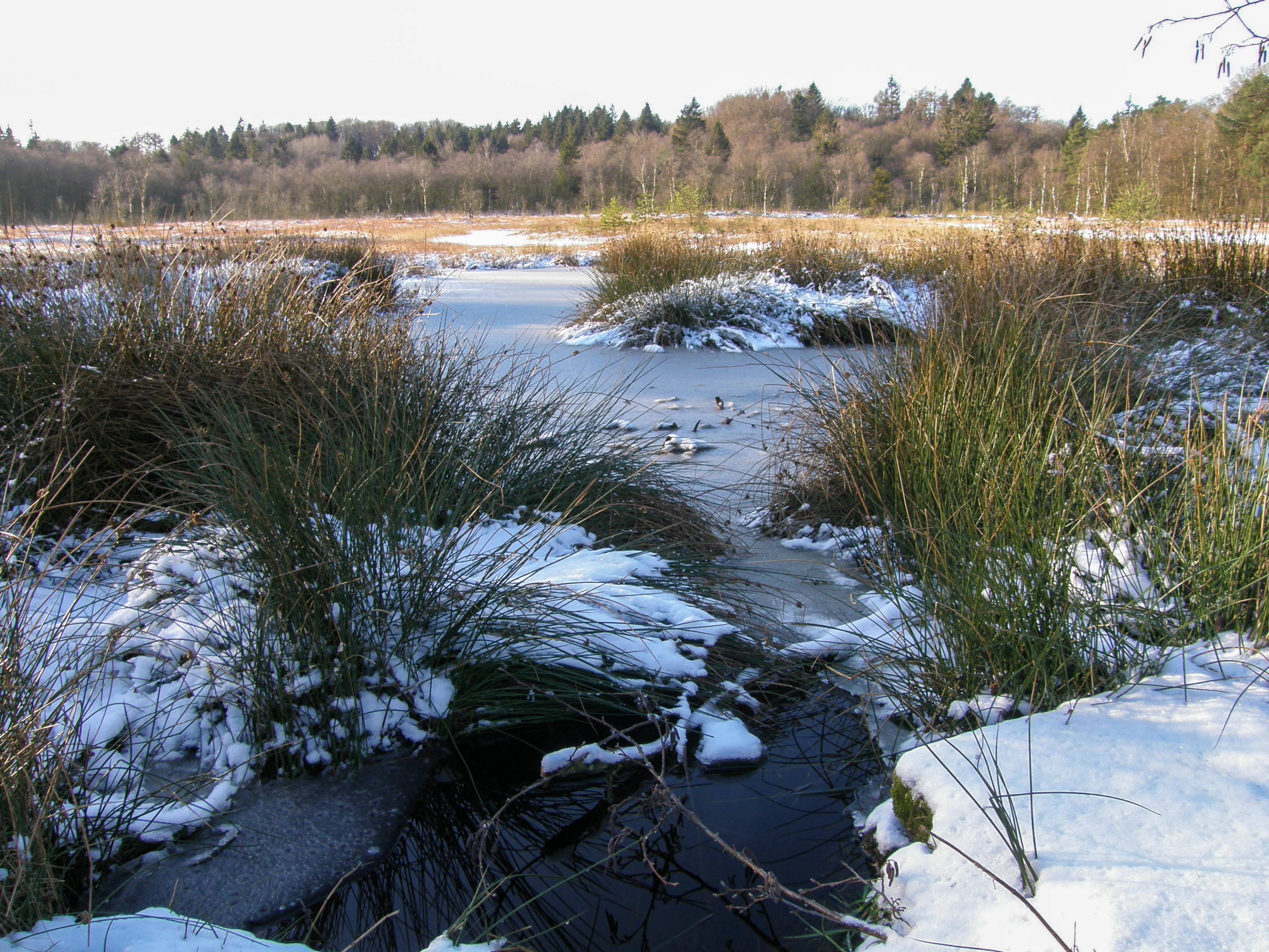 A snowy, marshy landscape with a partially frozen pond in the foreground and a line of deciduous and coniferous trees in the background under an overcast sky.
