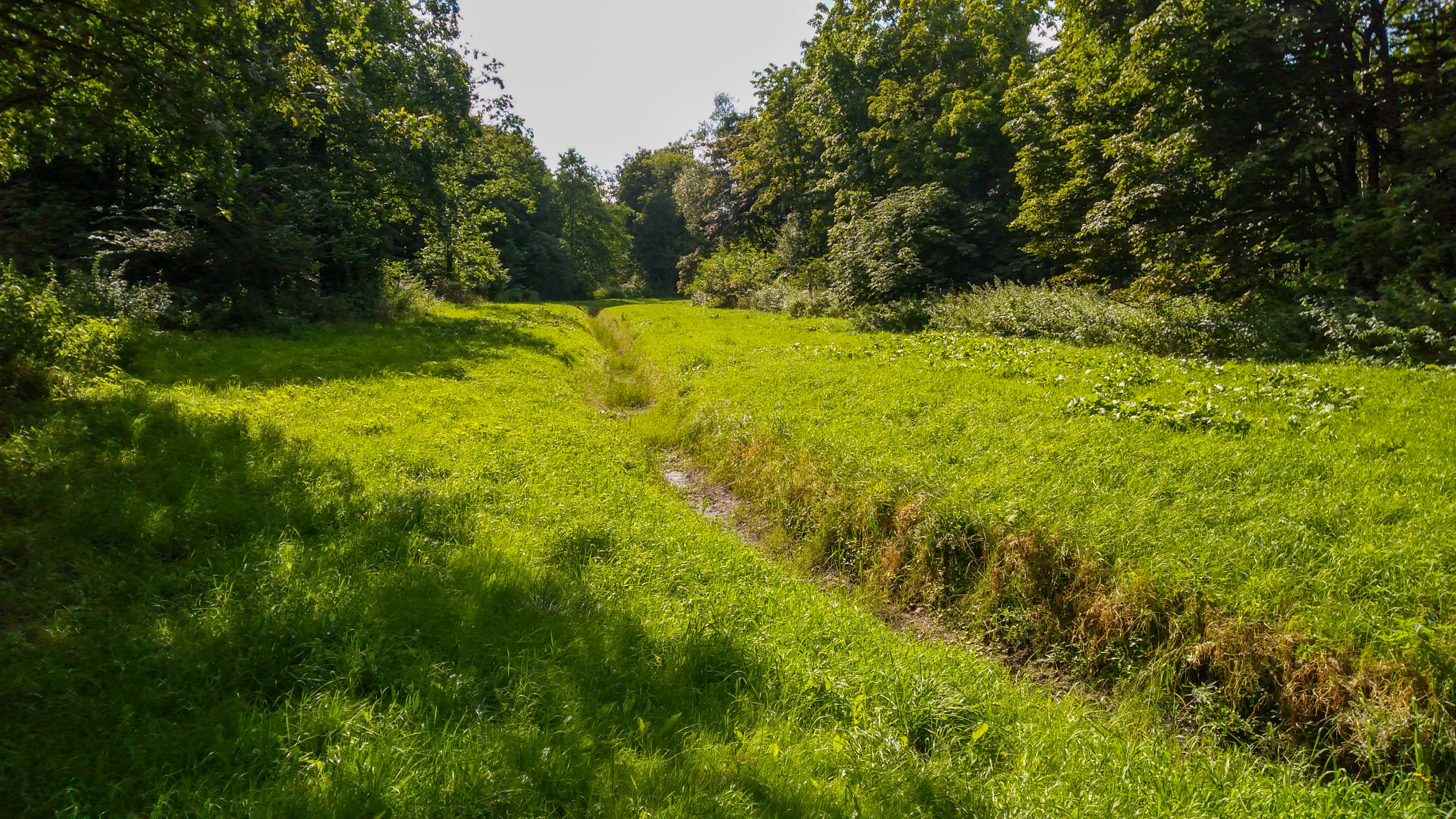 A green, sunlit meadow with a small, narrow drainage channel running through the center, surrounded by dense green forest foliage.
