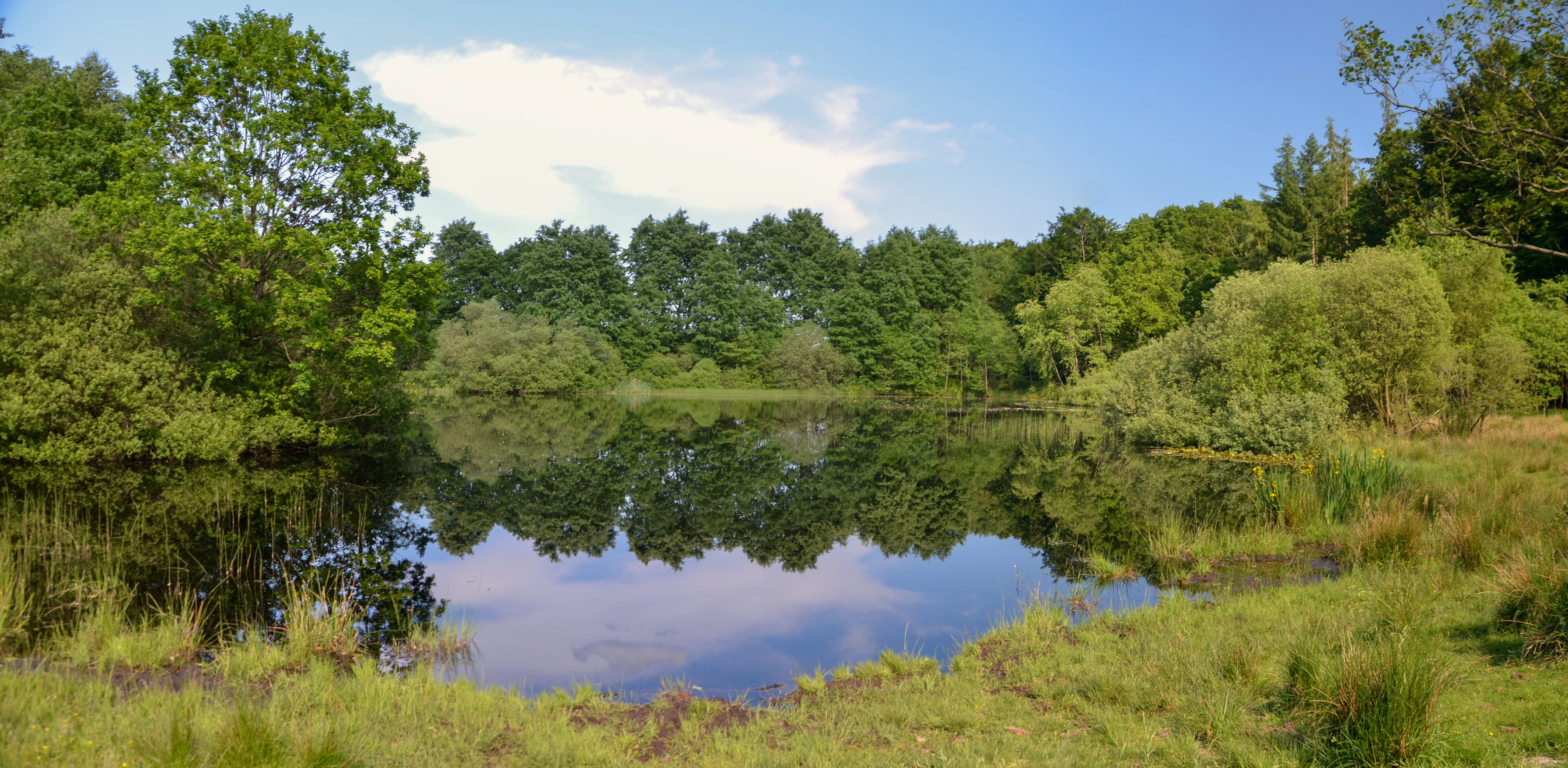 A calm, dark-water pond reflecting trees under a blue sky, surrounded by grassy banks and green deciduous forest.