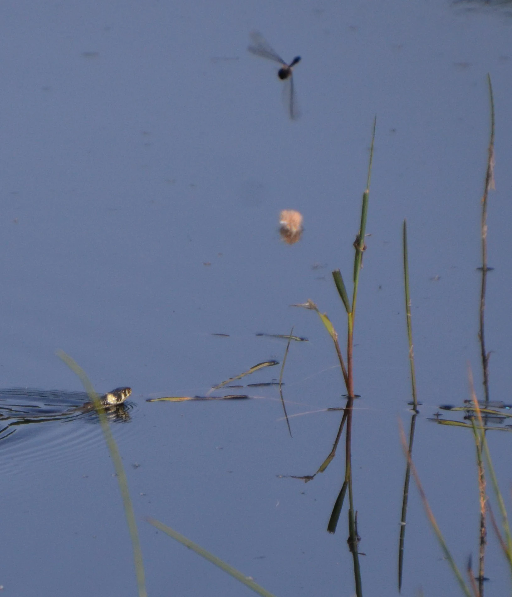 A grass snake with its head and neck above the water surface, swimming toward a reed stalk in a calm, dark body of water, while a dragonfly flies in the background.