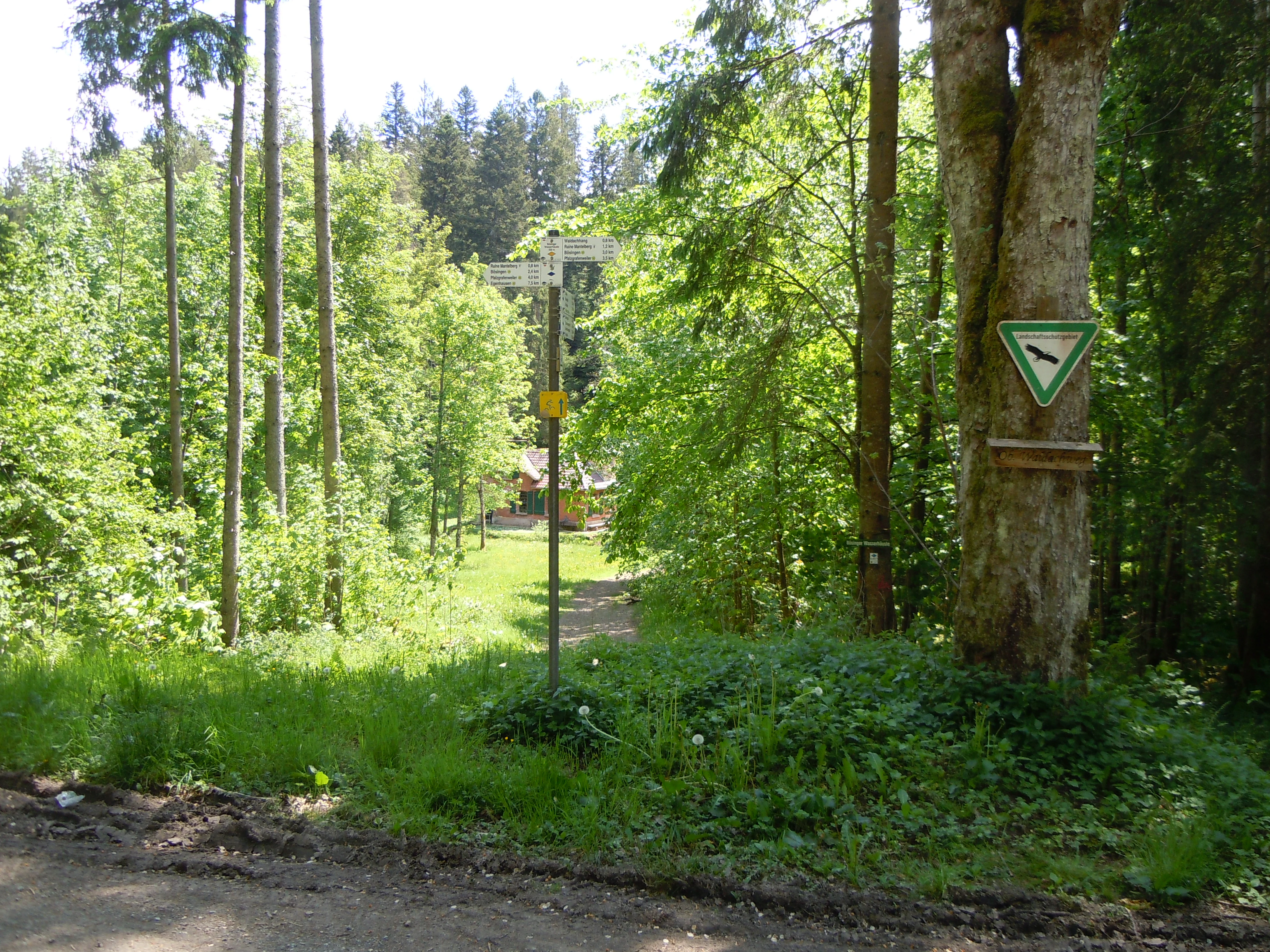 A dirt hiking path enters a dense forest, with a metal signpost indicating directions and a triangular green protected area shield attached to a large tree on the right.