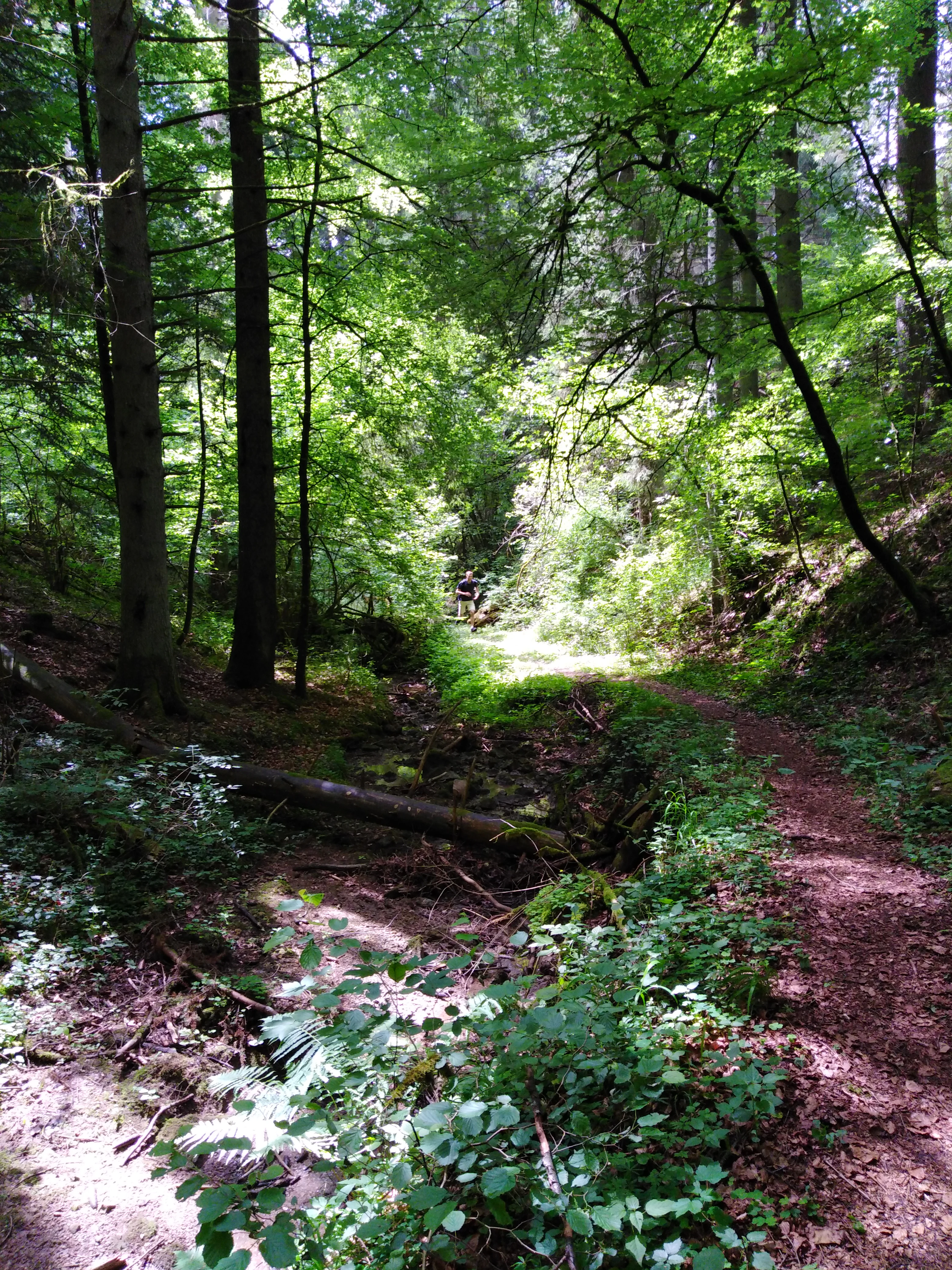 A dirt hiking trail curves through a lush green forest, with dense trees and dappled sunlight filtering through the canopy onto the forest floor.