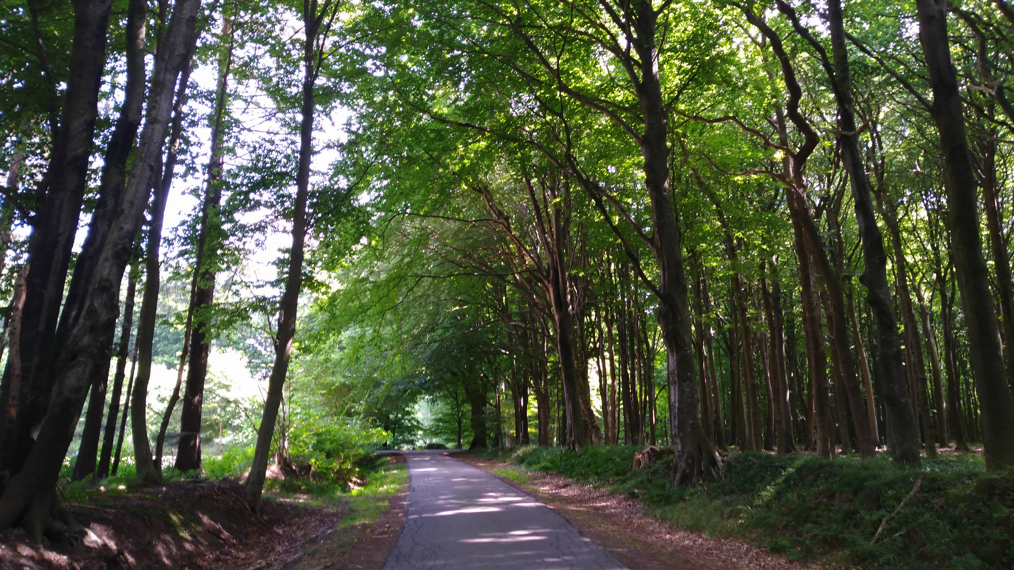 A narrow paved path stretches into the distance, lined by tall, dense deciduous trees that form a green canopy overhead.