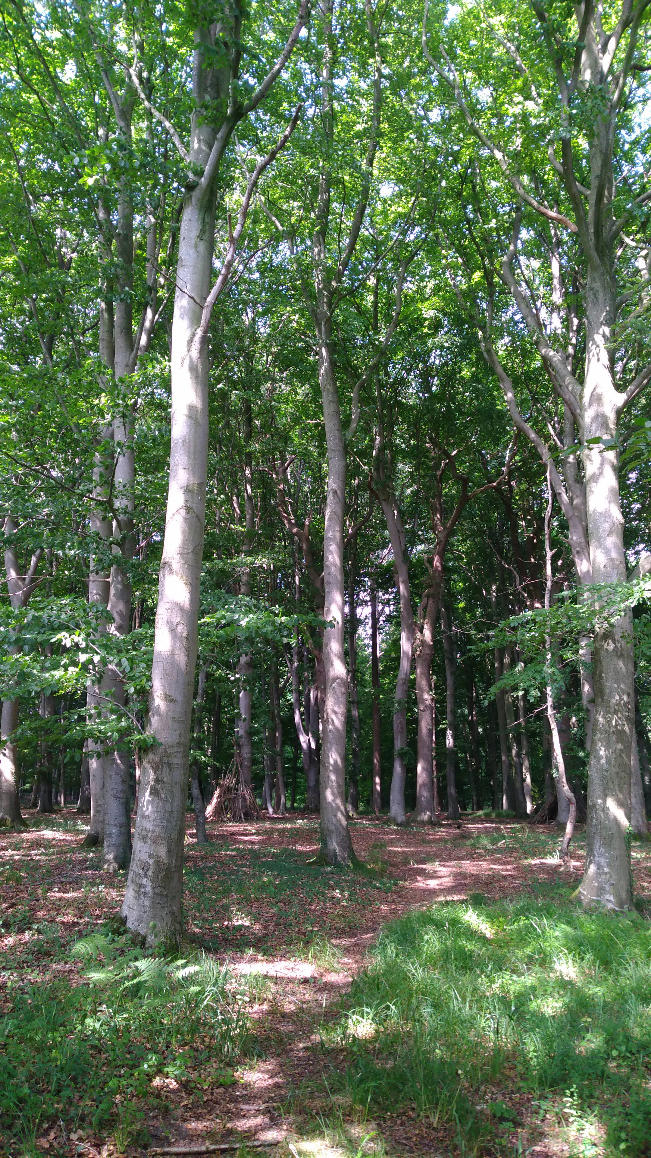 A bright, sunny view looking into a lush, mature deciduous forest with tall, smooth-barked trees, likely beeches, and a forest floor covered in patches of green grass and fallen leaves.