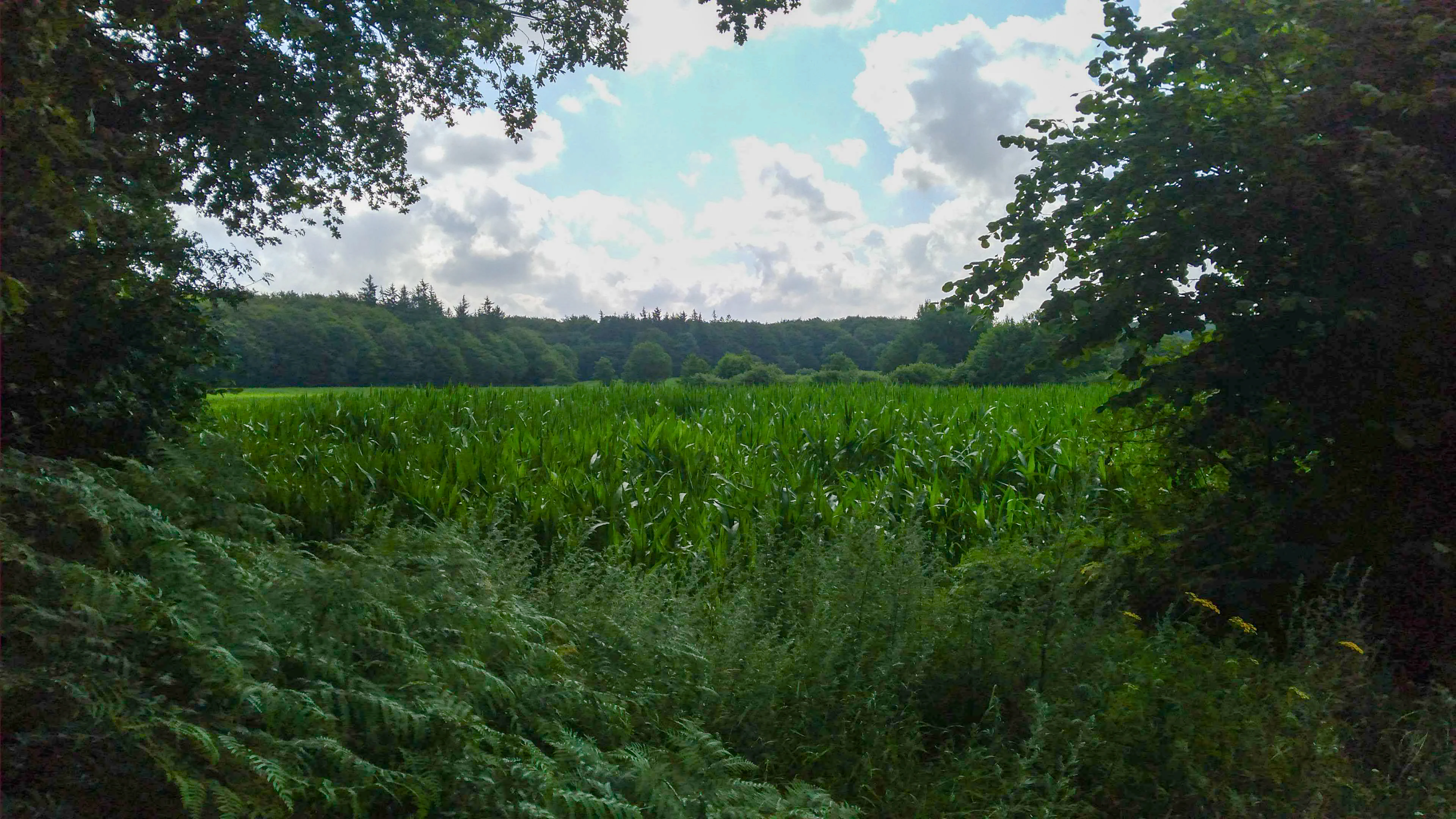 A wide outdoor view of a green field of tall vegetation framed by trees on the left and right, with a dense forest line in the background under a cloudy sky.