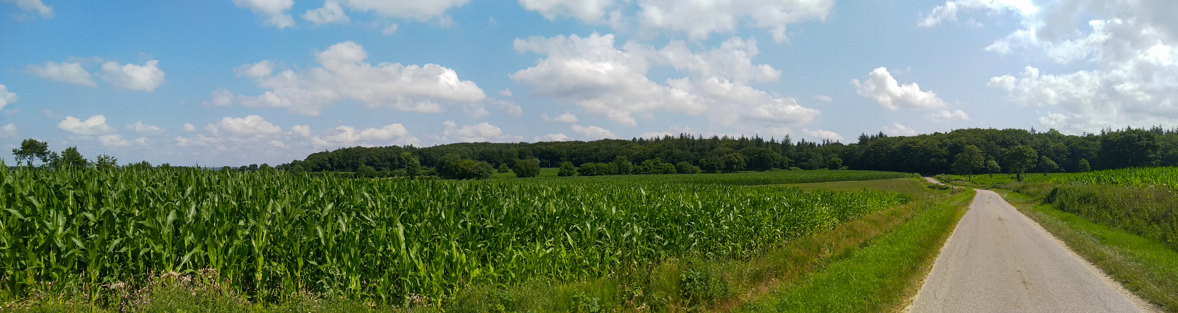 A panoramic view of a green cornfield beside a narrow paved road, with a line of dense forest in the distance under a blue sky with white clouds.