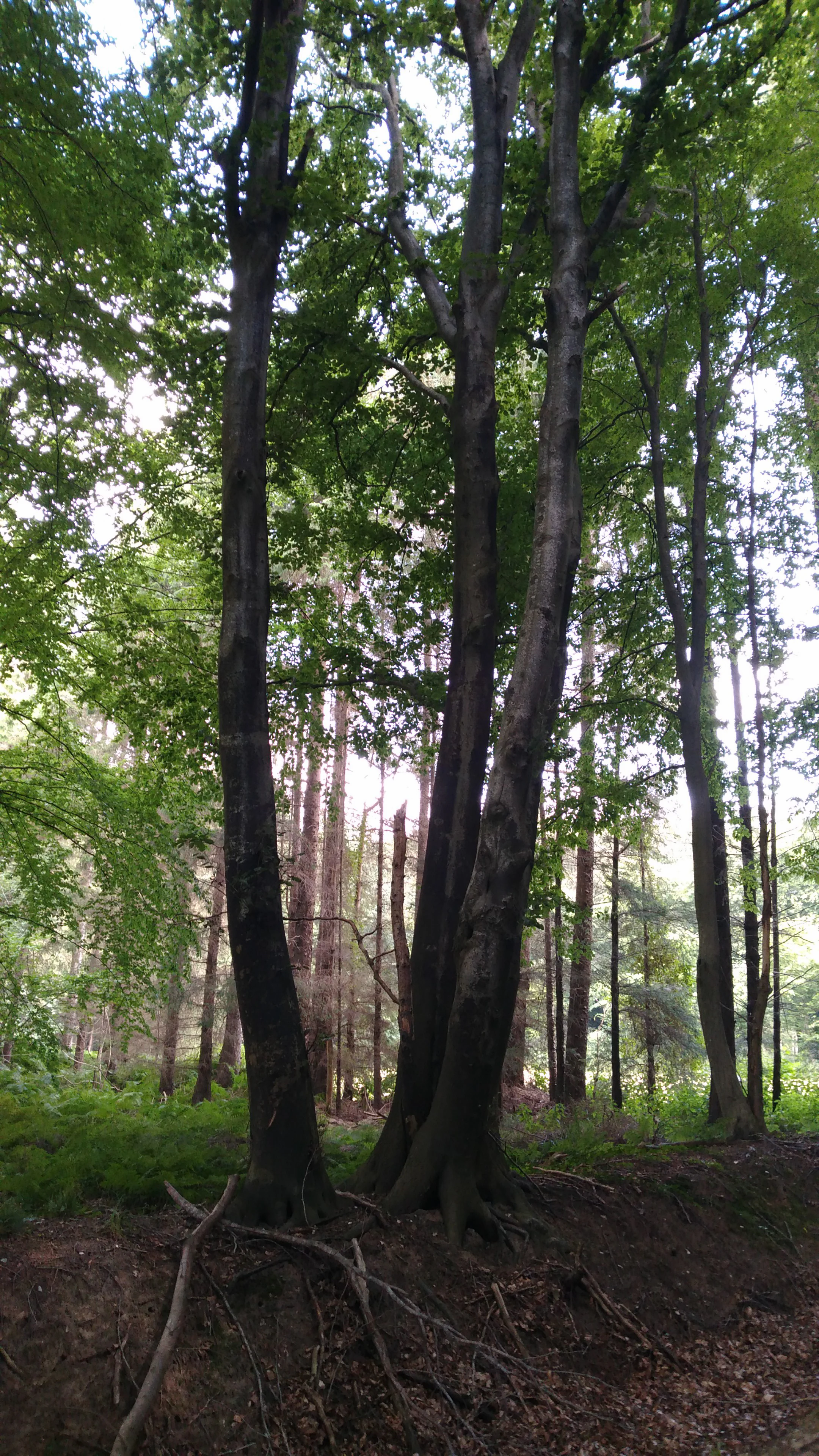 A view of tall, mature deciduous trees with dark bark and green canopy, standing in a forest with exposed roots and low green vegetation.