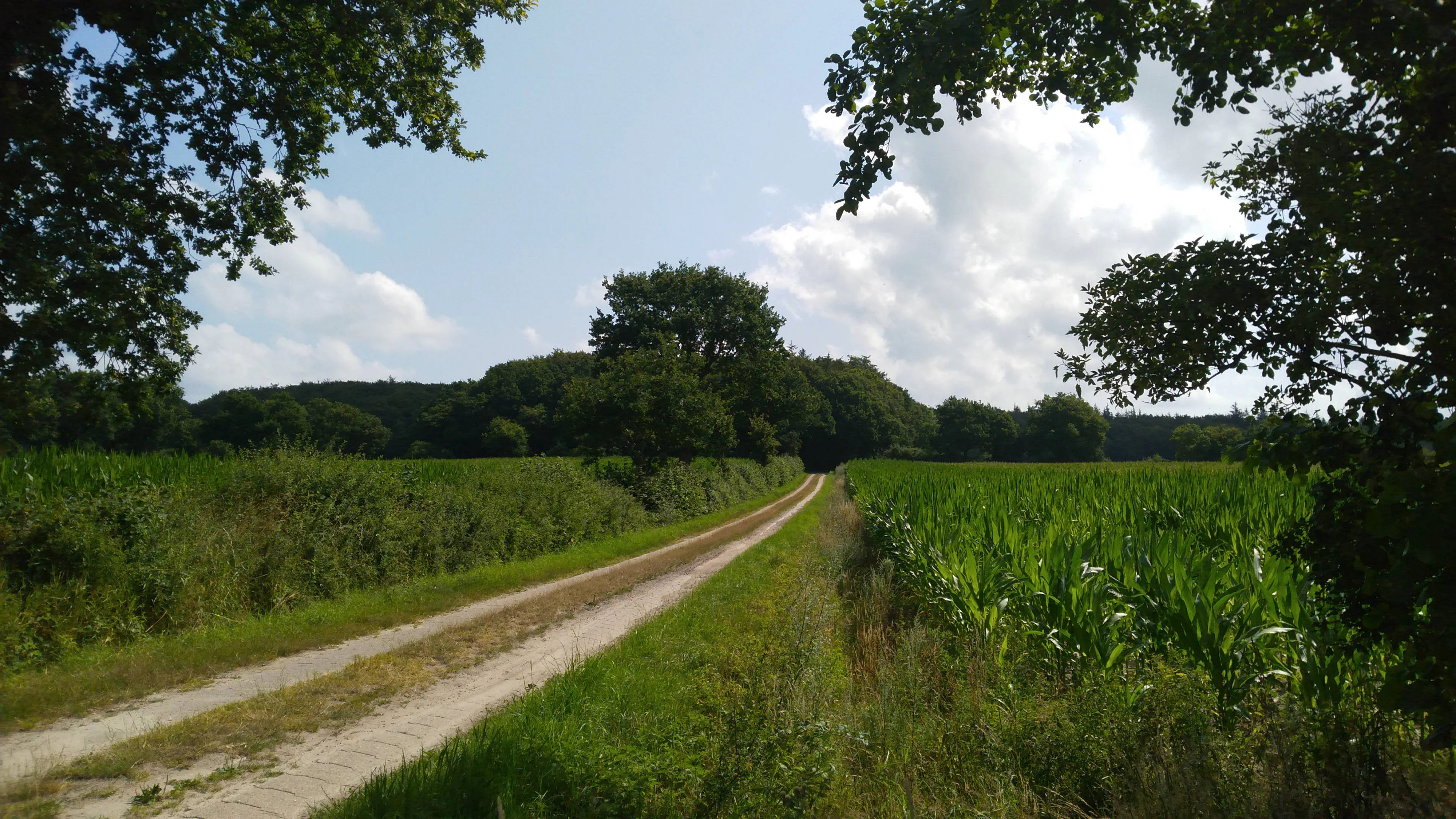 A dirt trail stretches through agricultural fields toward a line of mature trees in the distance, framed by overhanging branches in the foreground.