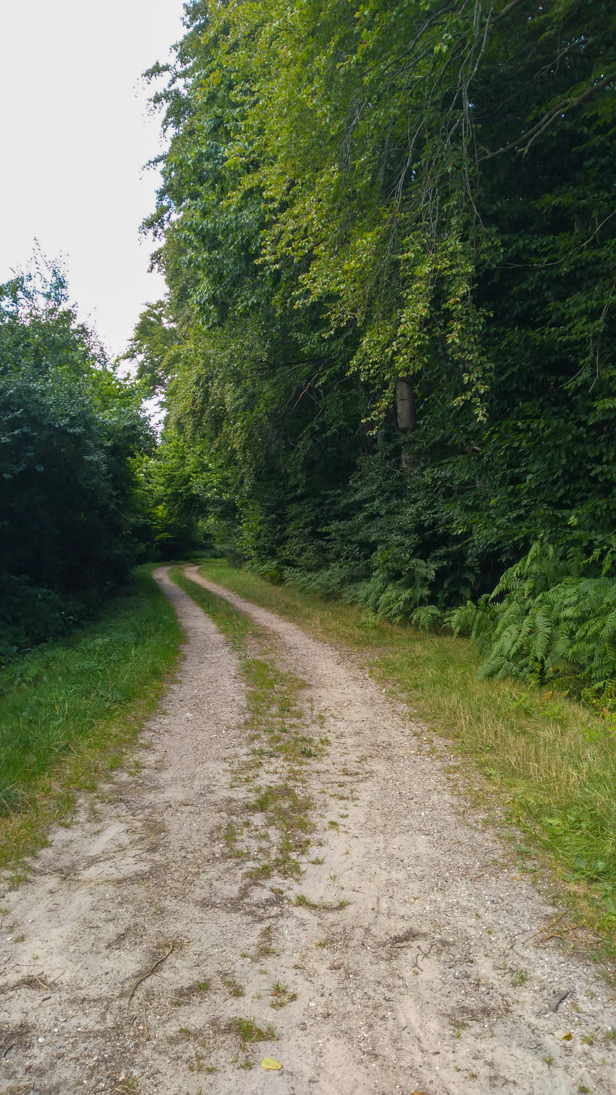 A sandy hiking trail curves through a lush green forest with thick canopy and ferns in Schleswig-Holstein, Germany.