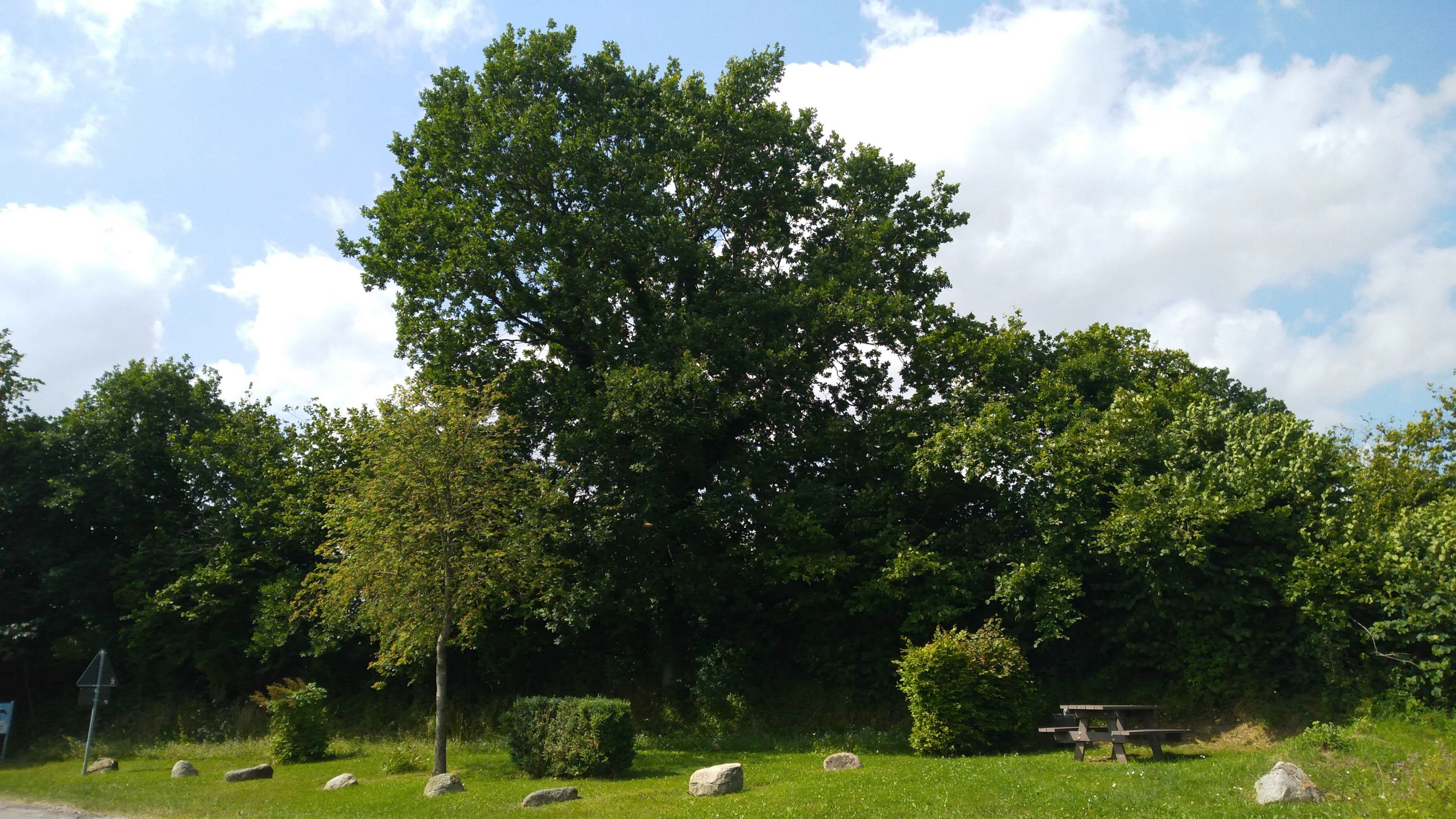 A green grassy clearing with a picnic table and scattered stones in front of a dense, leafy deciduous forest under a cloudy blue sky.