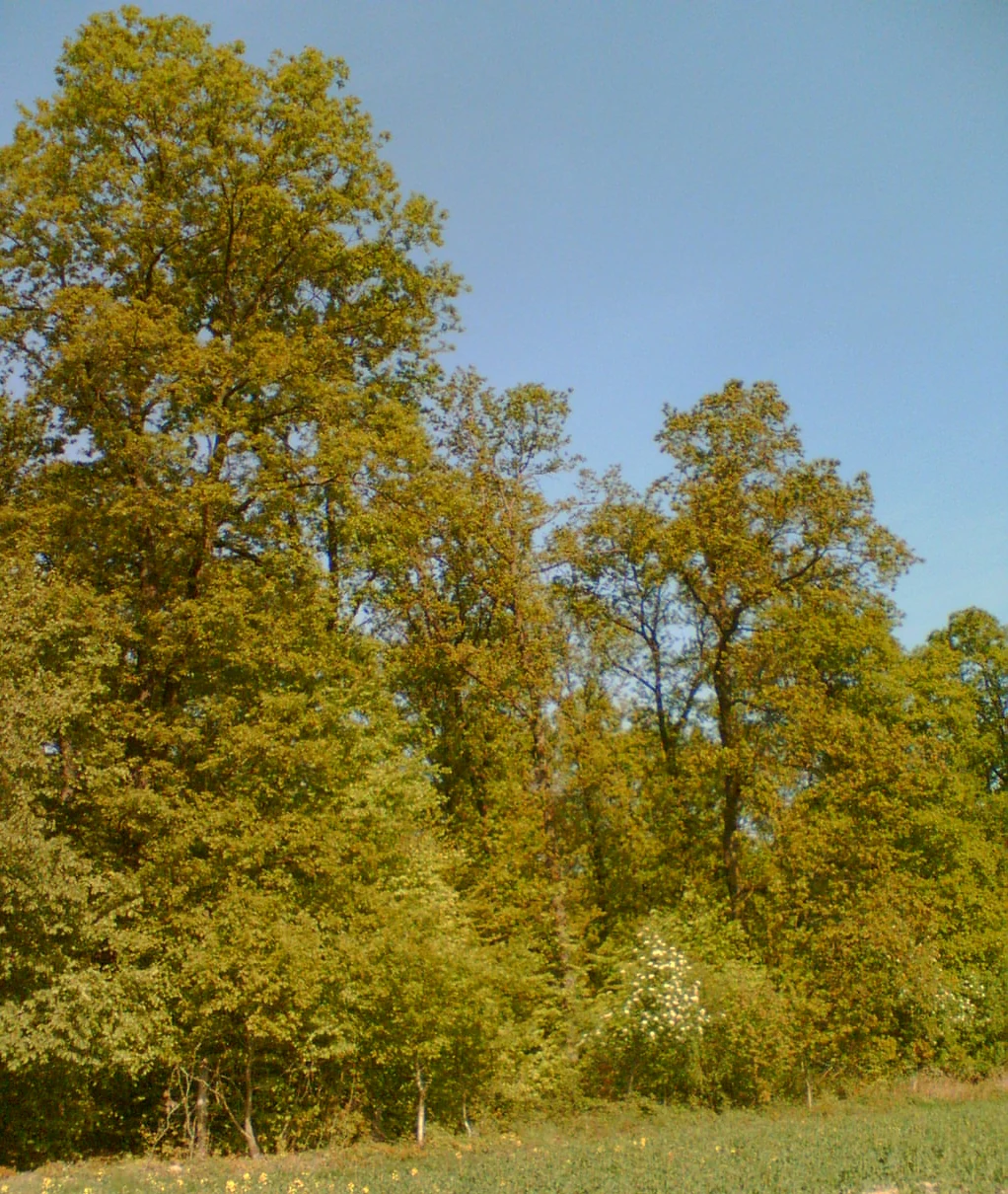 A view of an oak forest with mature trees and dense foliage under a clear blue sky.