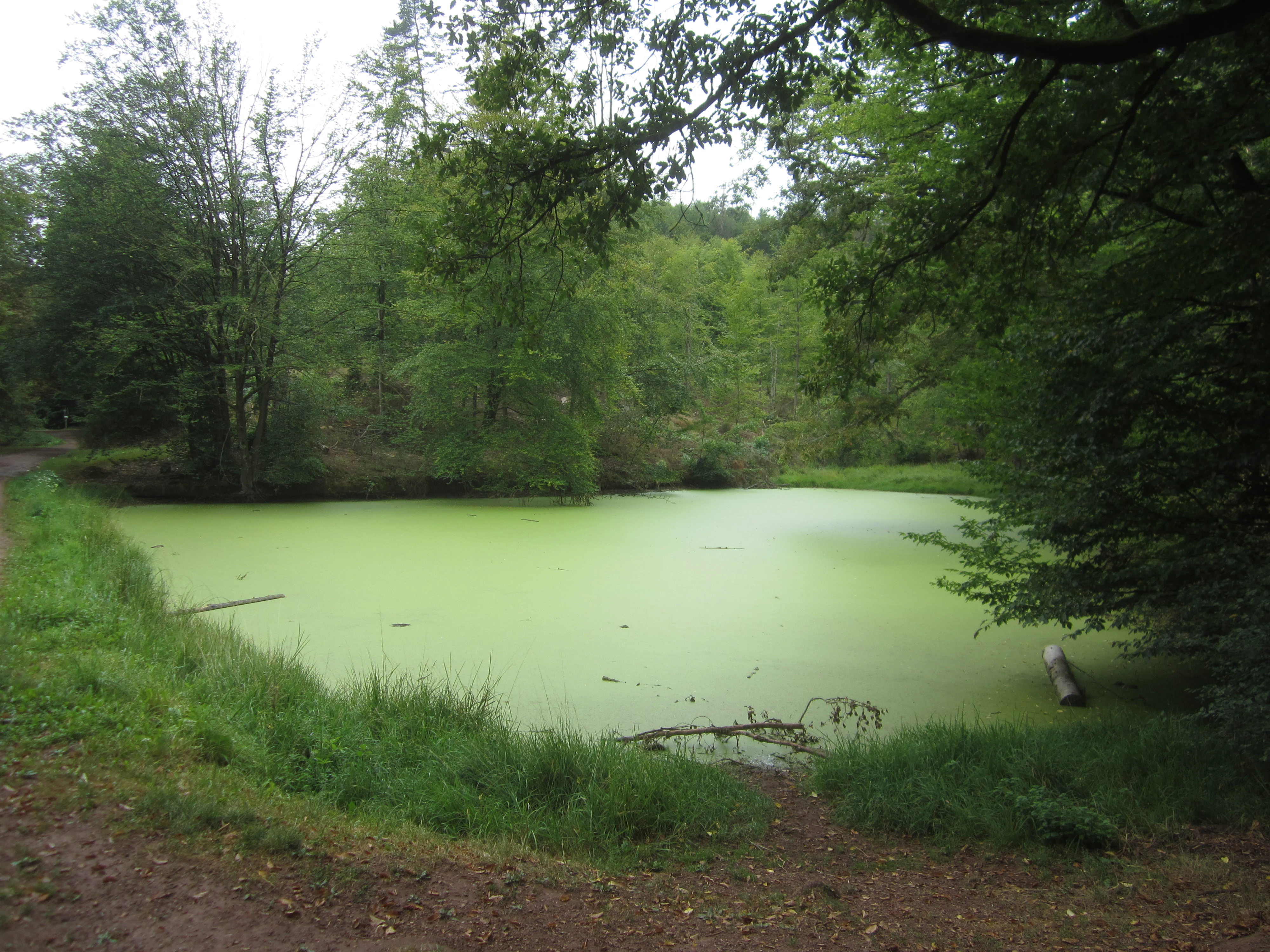 Un pequeño y tranquilo estanque cubierto por una capa de algas verdes claras, rodeado de densos árboles de hoja caduca y orillas cubiertas de hierba.