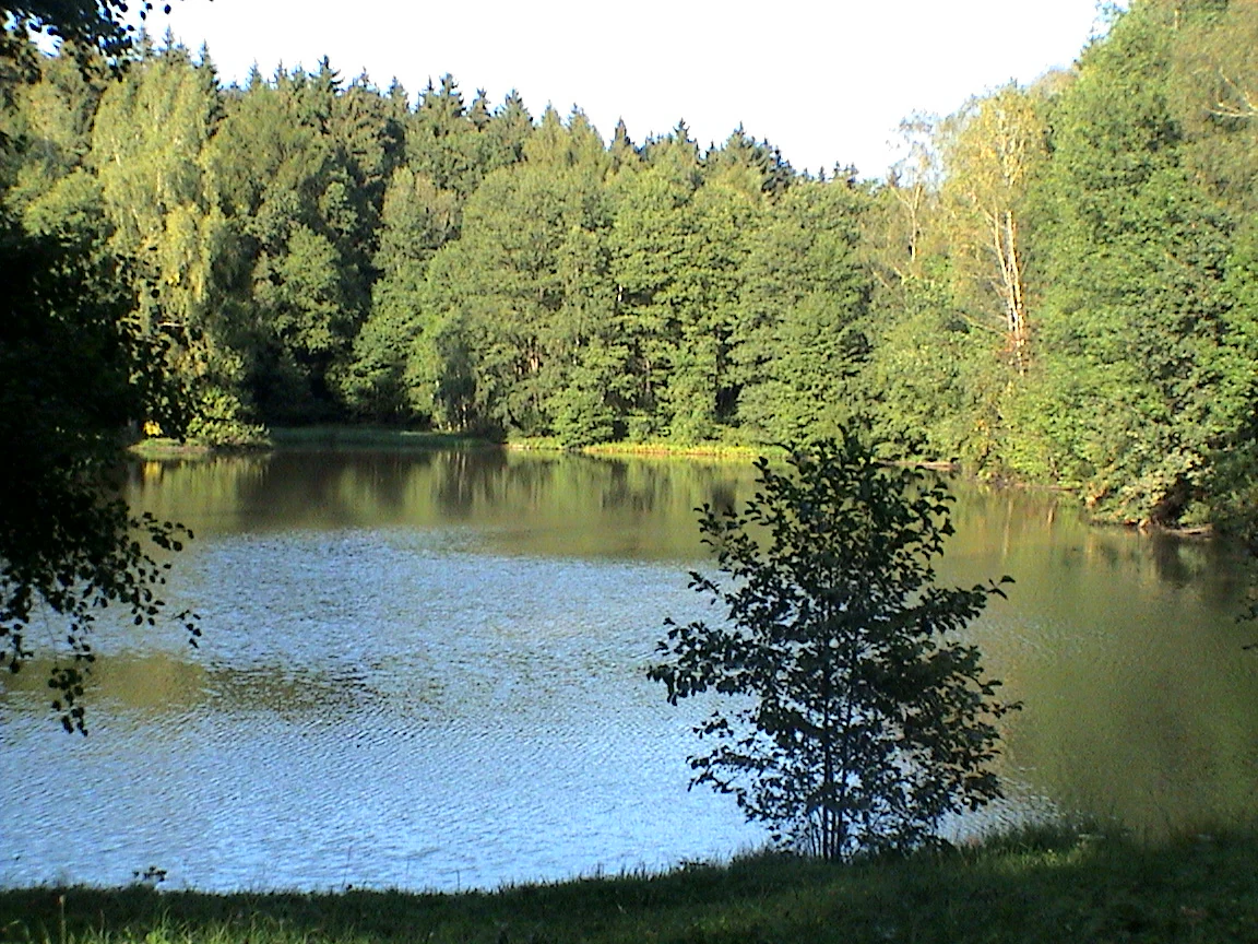A small, calm pond surrounded by dense green forest trees, viewed from a grassy bank.