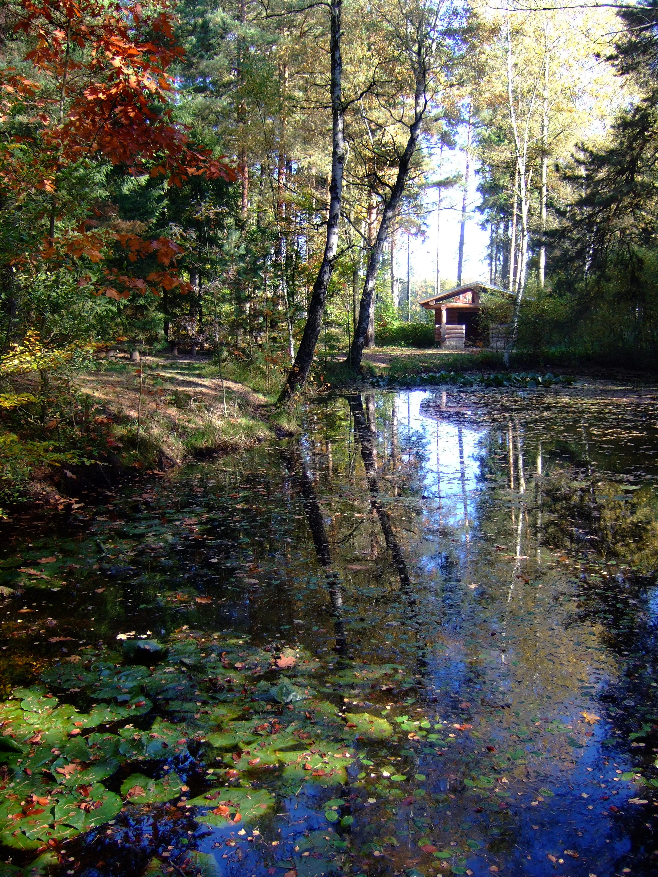 A small woodland pond, the Seerosenteich, surrounded by trees with autumn foliage, showing water lilies on the surface and a small wooden shelter in the background.