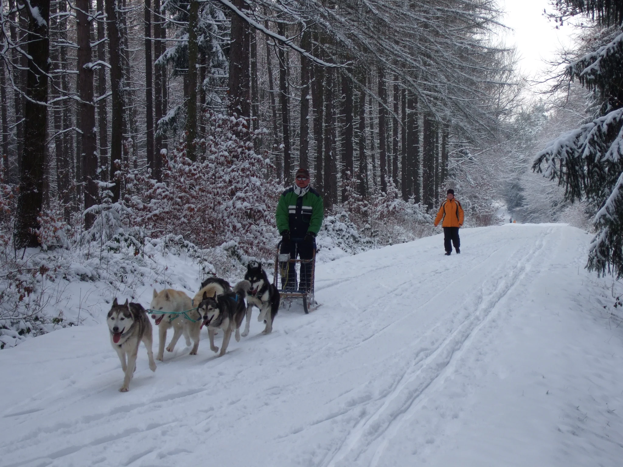 A dog sled team with several husky-type dogs pulling a sled along a snow-covered forest trail, with a musher standing on the sled and another person walking nearby.