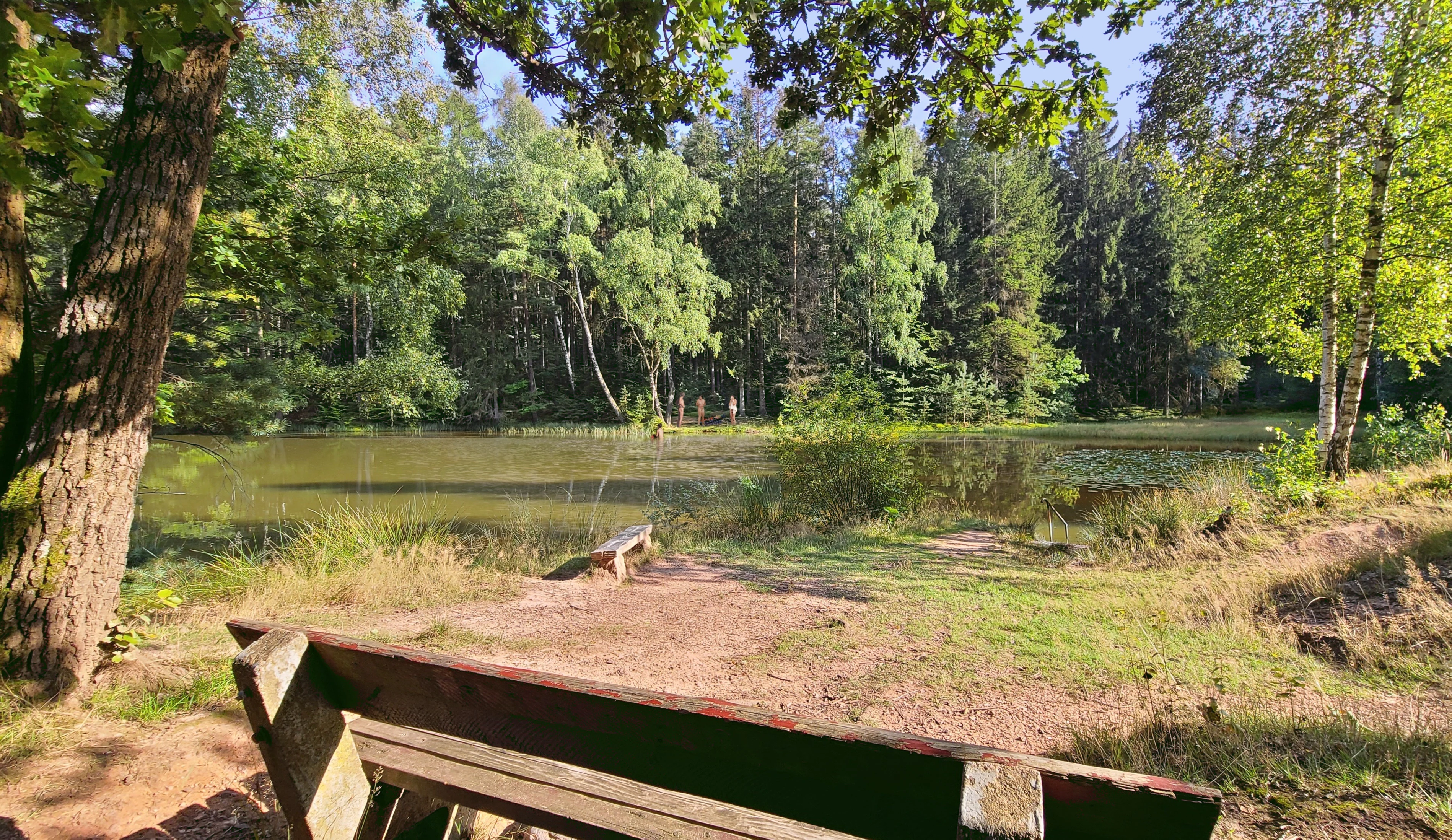 A wooden park bench in the foreground overlooking a small forest pond surrounded by dense deciduous and coniferous trees.