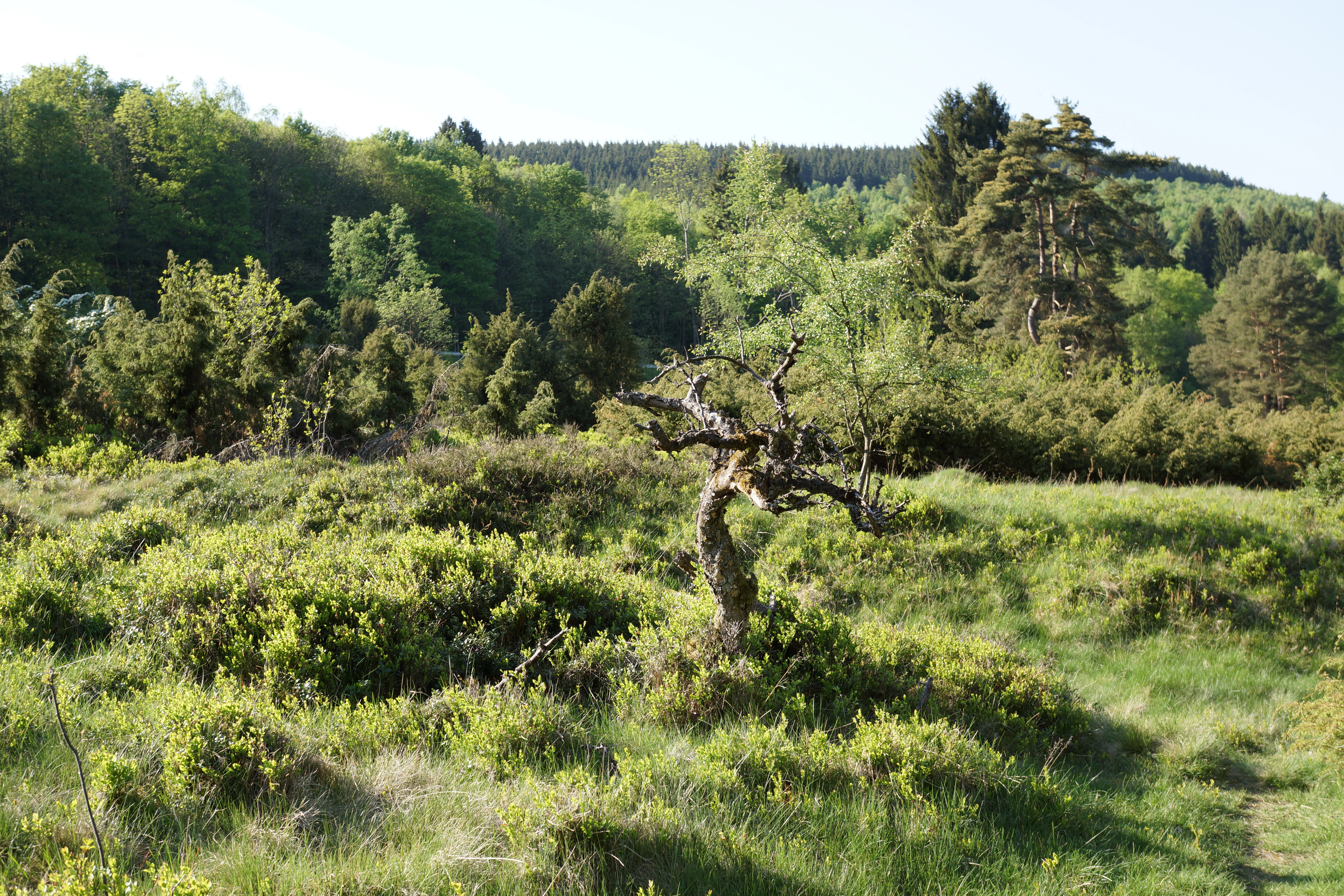 A lone, stunted, gnarled tree stands in the middle of a grassy meadow, with a dense forest rising in the background under a clear sky.