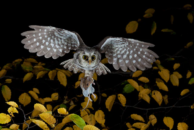 A Boreal owl with spotted wings flying in front of dark foliage with yellow-tinted autumn leaves, carrying a small mouse in its talons.