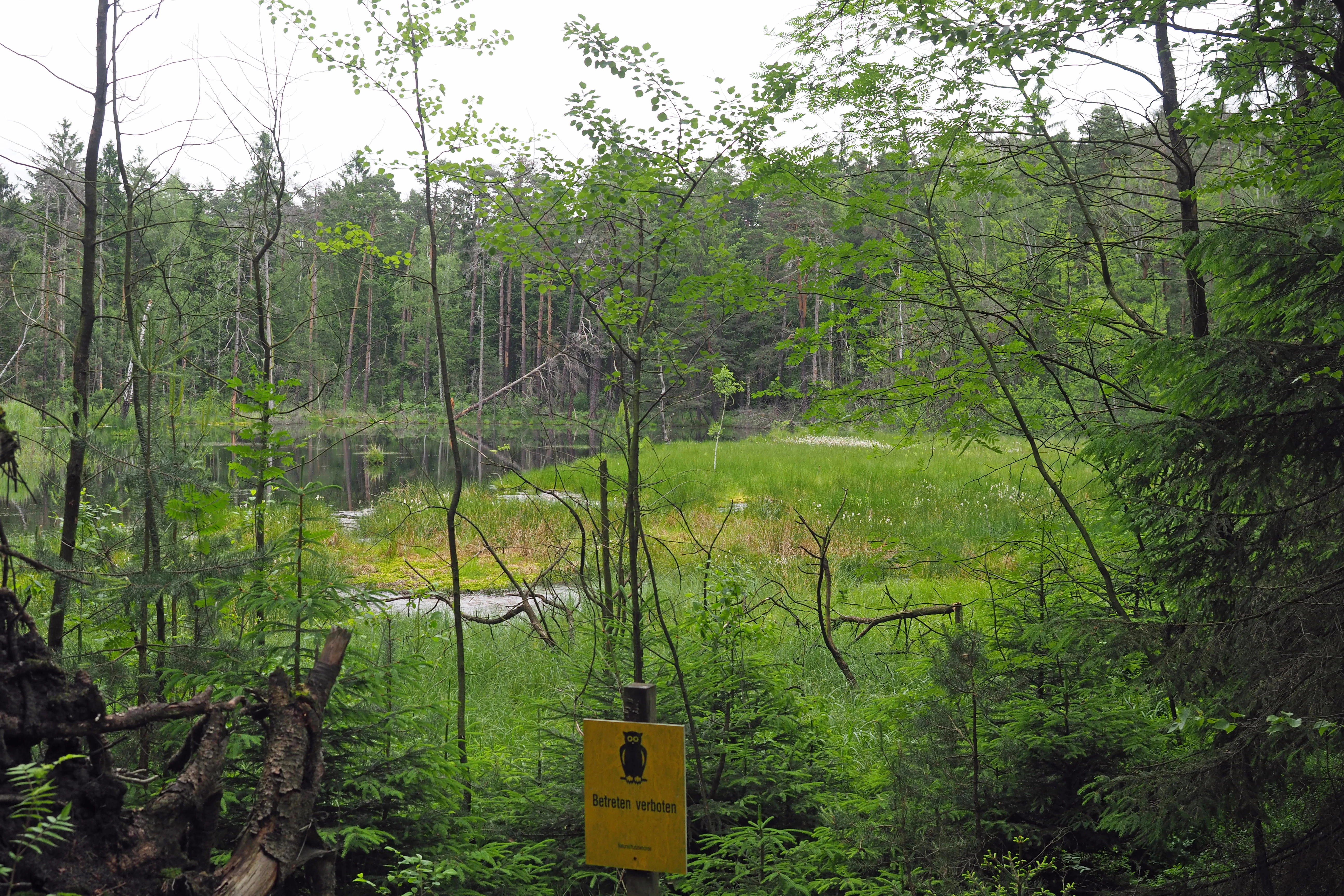 A green forested bog and wetland area with a yellow nature reserve sign in the foreground.
