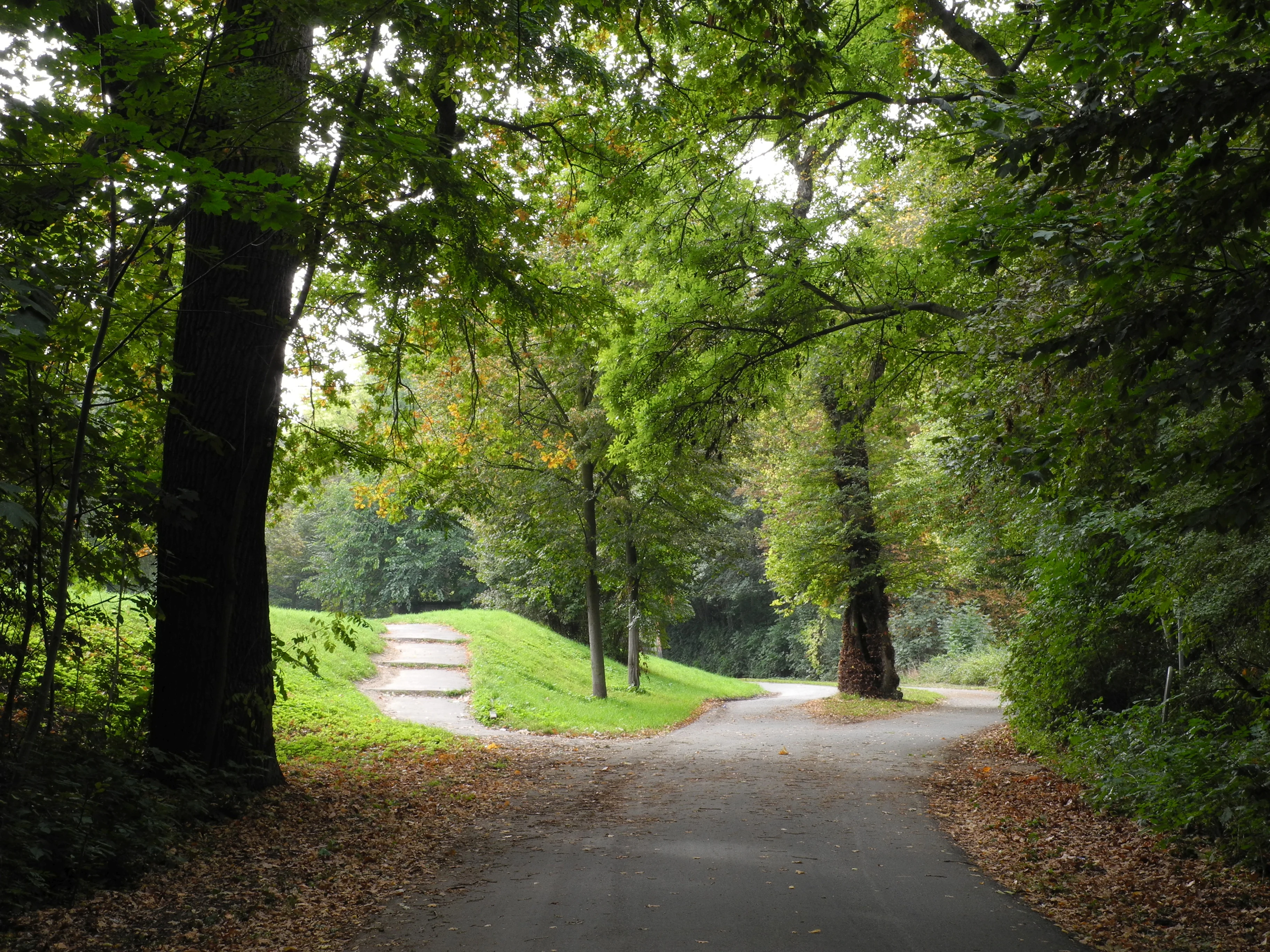 A paved path forks into two directions in a dense green forest, with mature trees and grassy slopes surrounding the trail.