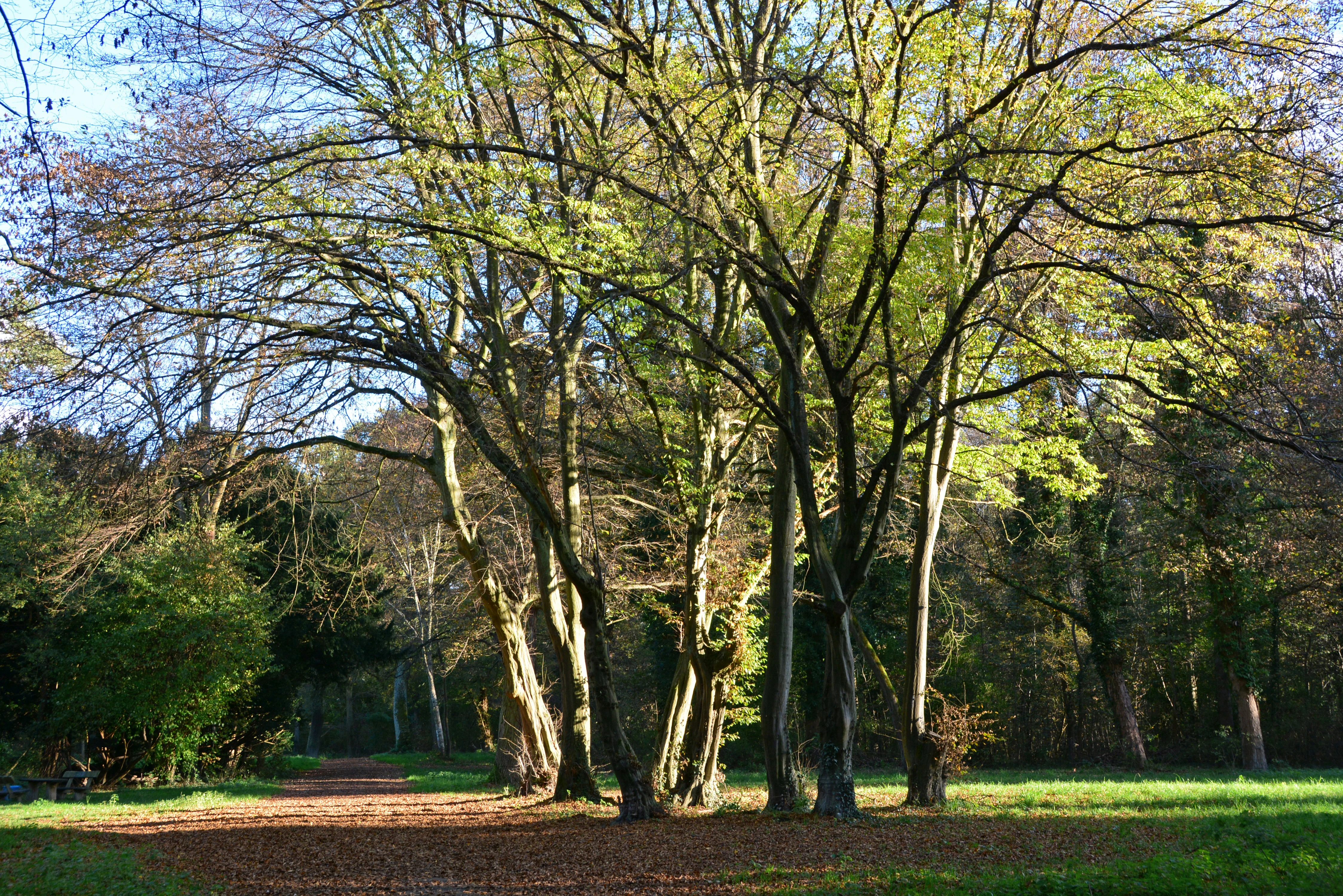 A dirt path leads past large deciduous trees with autumn leaves in a forest clearing.