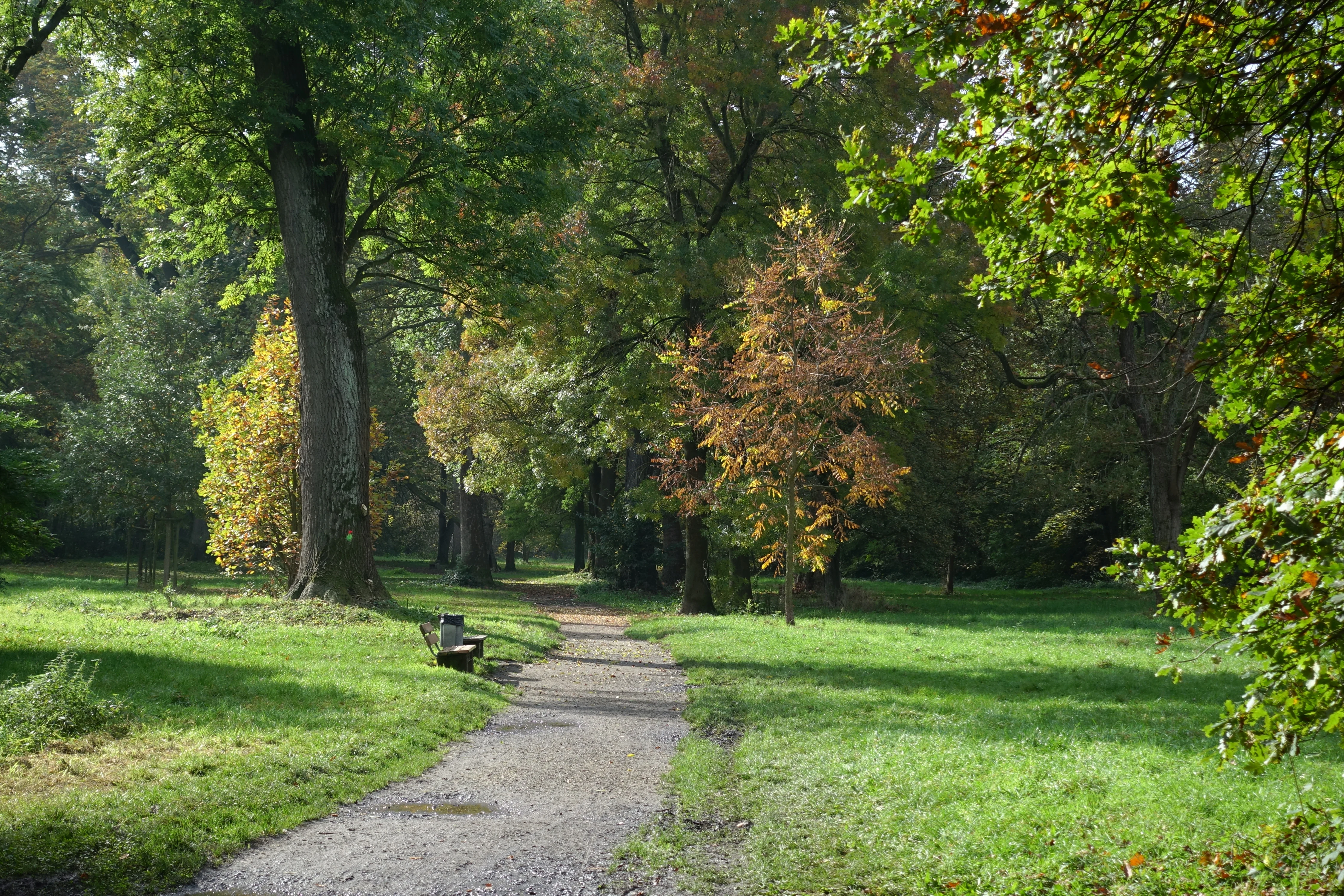 A dirt walking path leads into a dense forest, with a small park bench on the left and tall deciduous trees showing early signs of autumn colors.