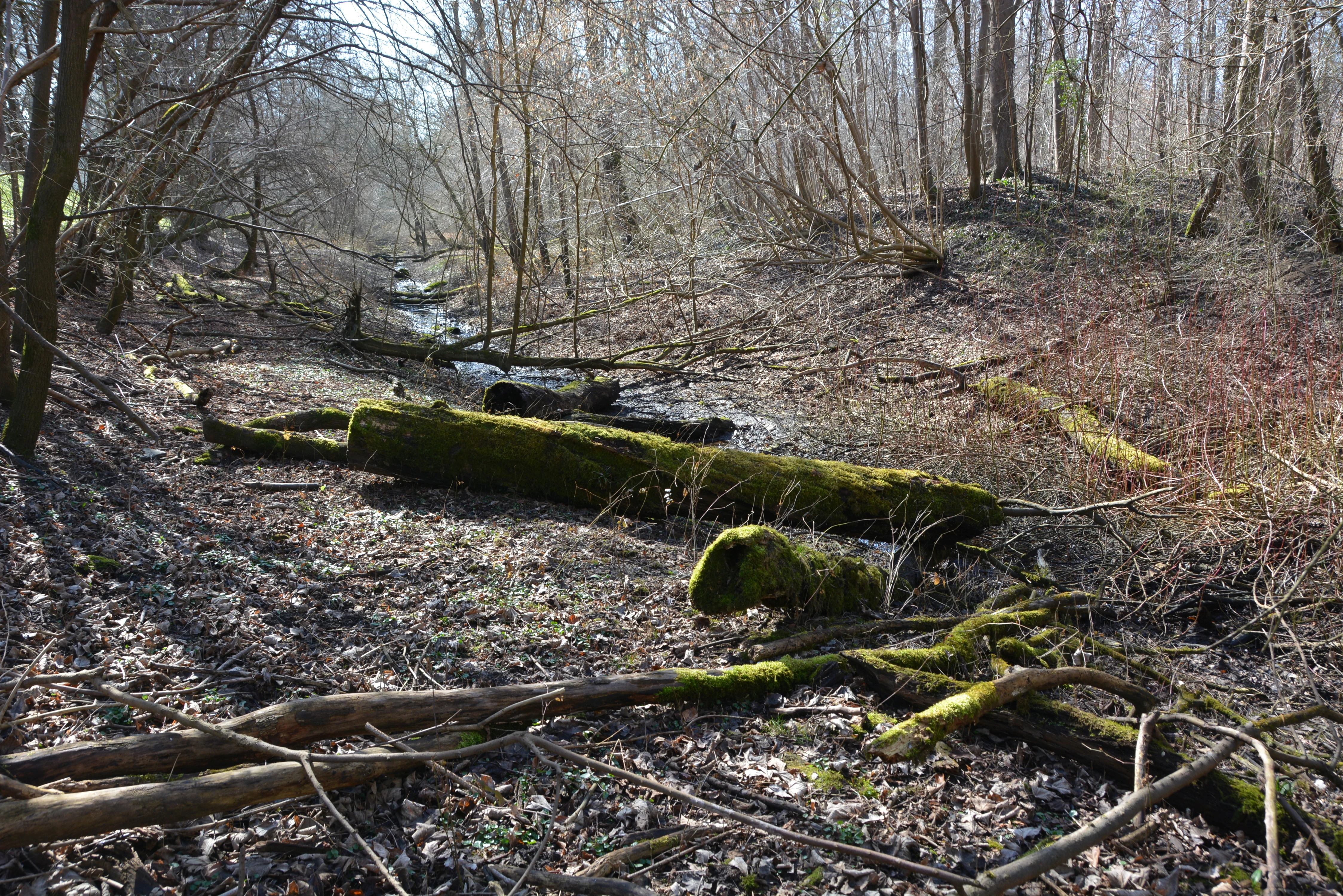 A dried-out, leaf-covered river bed in a dense forest, with moss-covered fallen logs and bare deciduous trees during the winter.