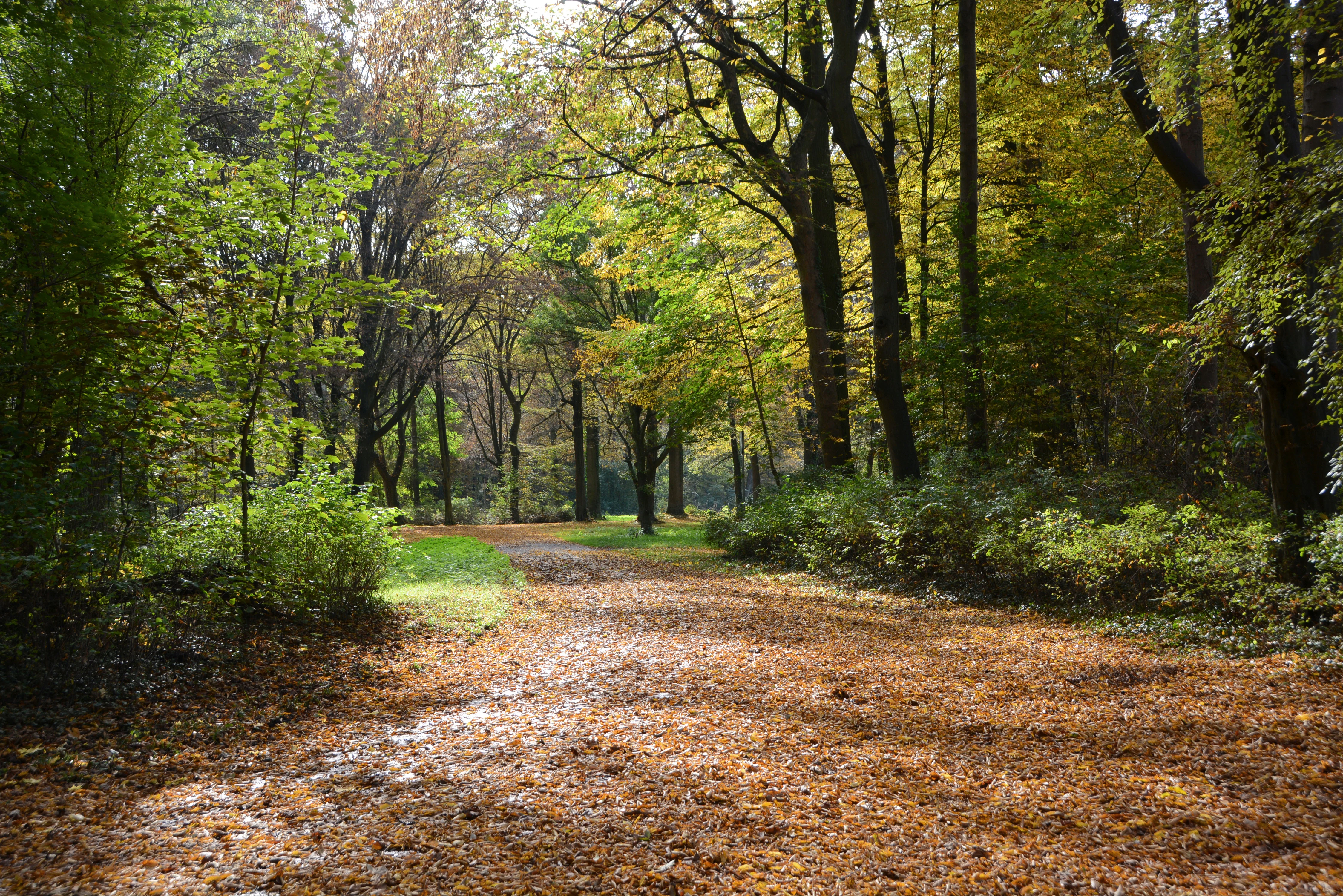 A wide dirt path covered in fallen autumn leaves winds through a lush forest in Waldpark Mannheim.