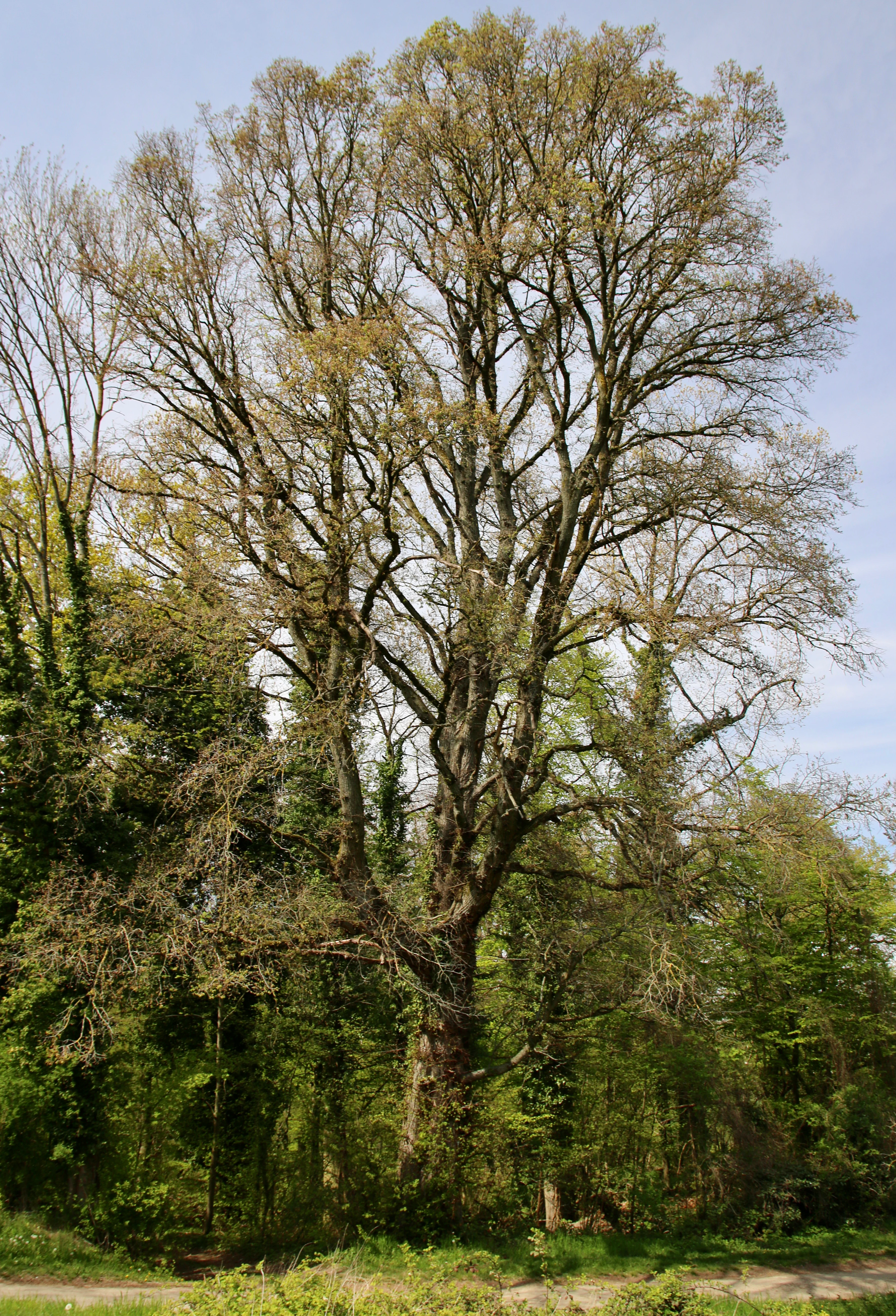 A tall, large deciduous tree with sparse early spring foliage and spreading branches standing among denser green forest vegetation under a partly cloudy sky