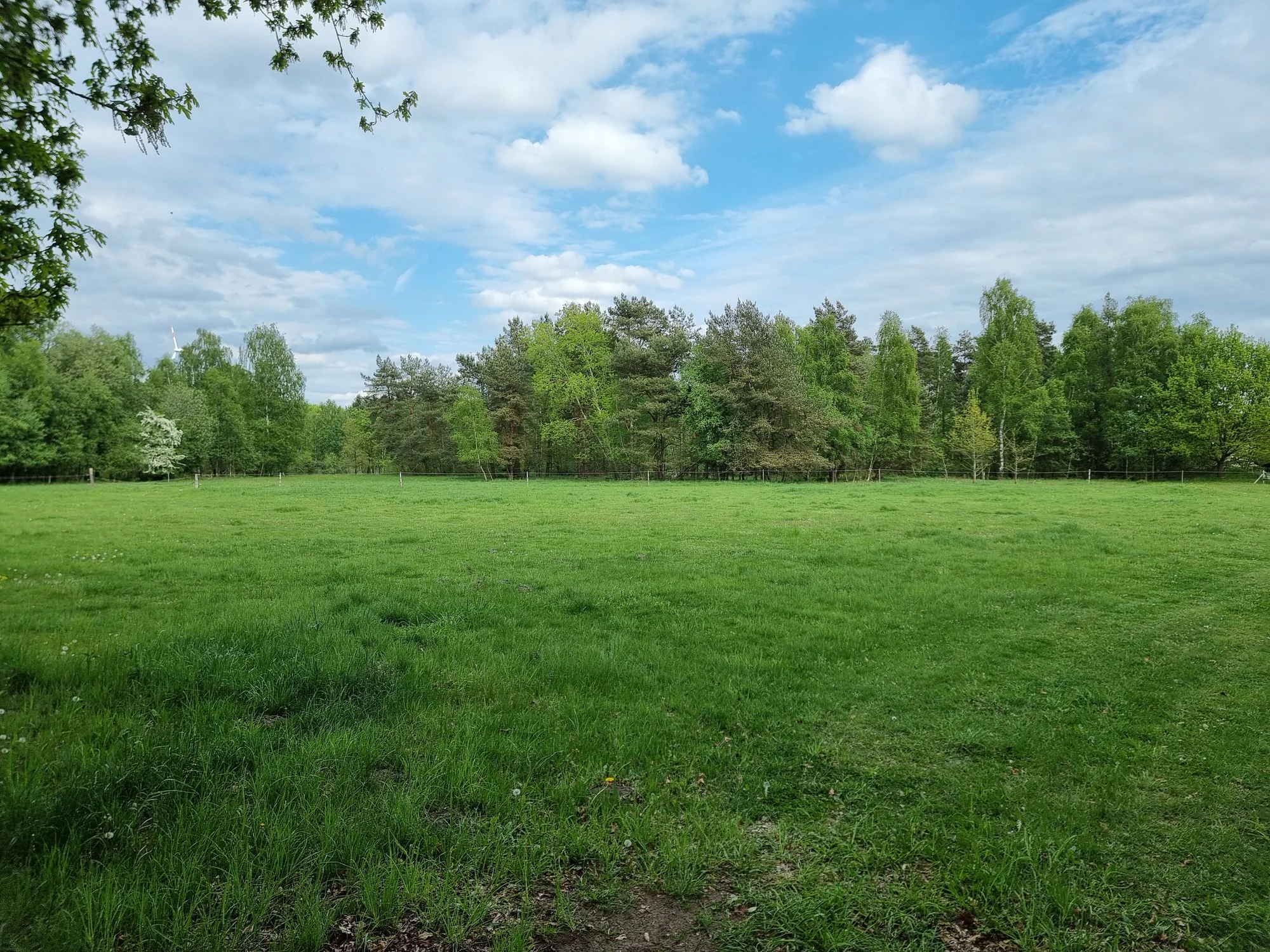 A wide shot of a lush green meadow with a line of mature trees in the background under a blue sky with scattered clouds.
