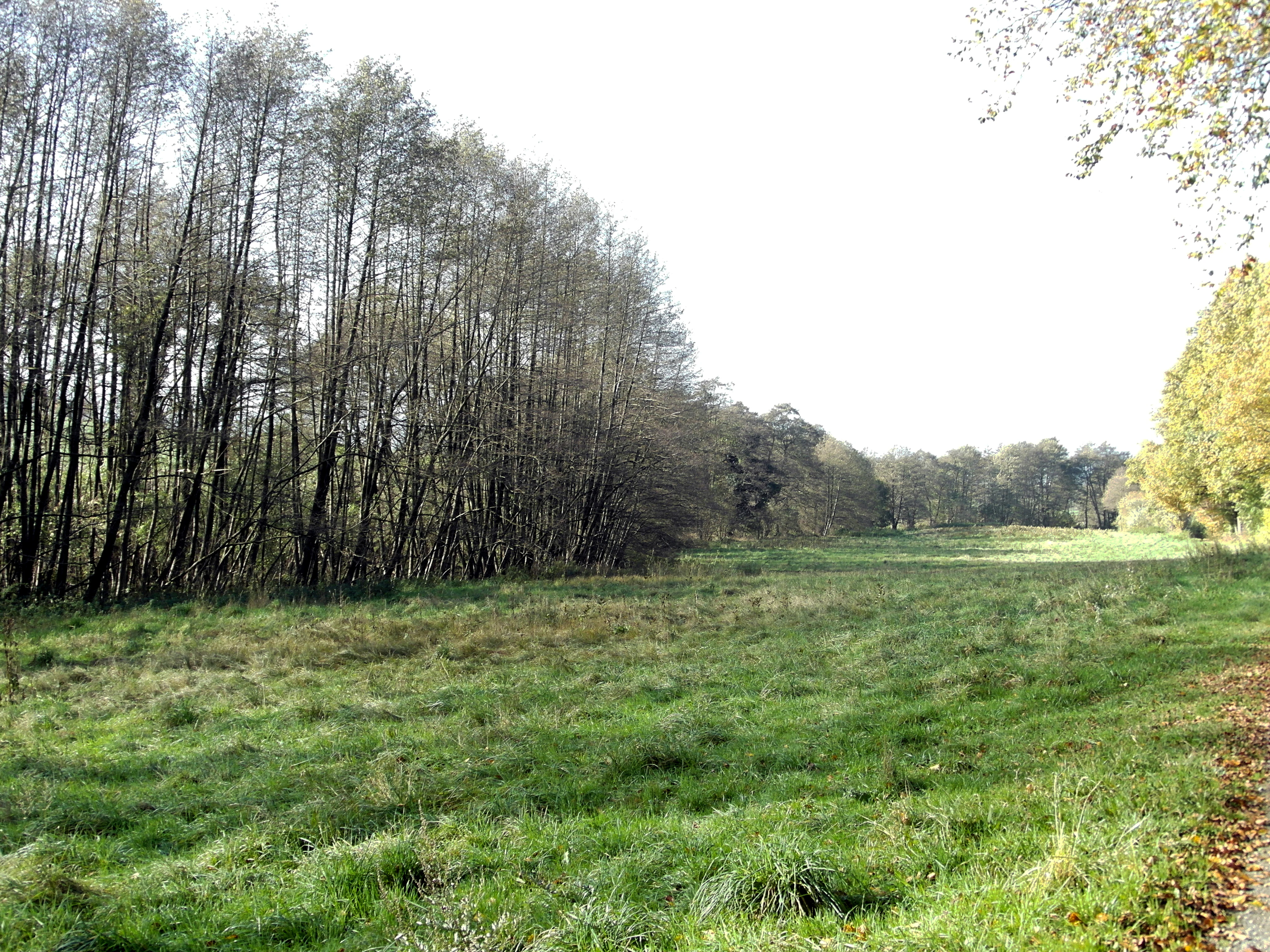 A green meadow landscape in Walterbachtal, bordered by a dense line of slender, leafless trees on the left, under a bright, overcast sky.