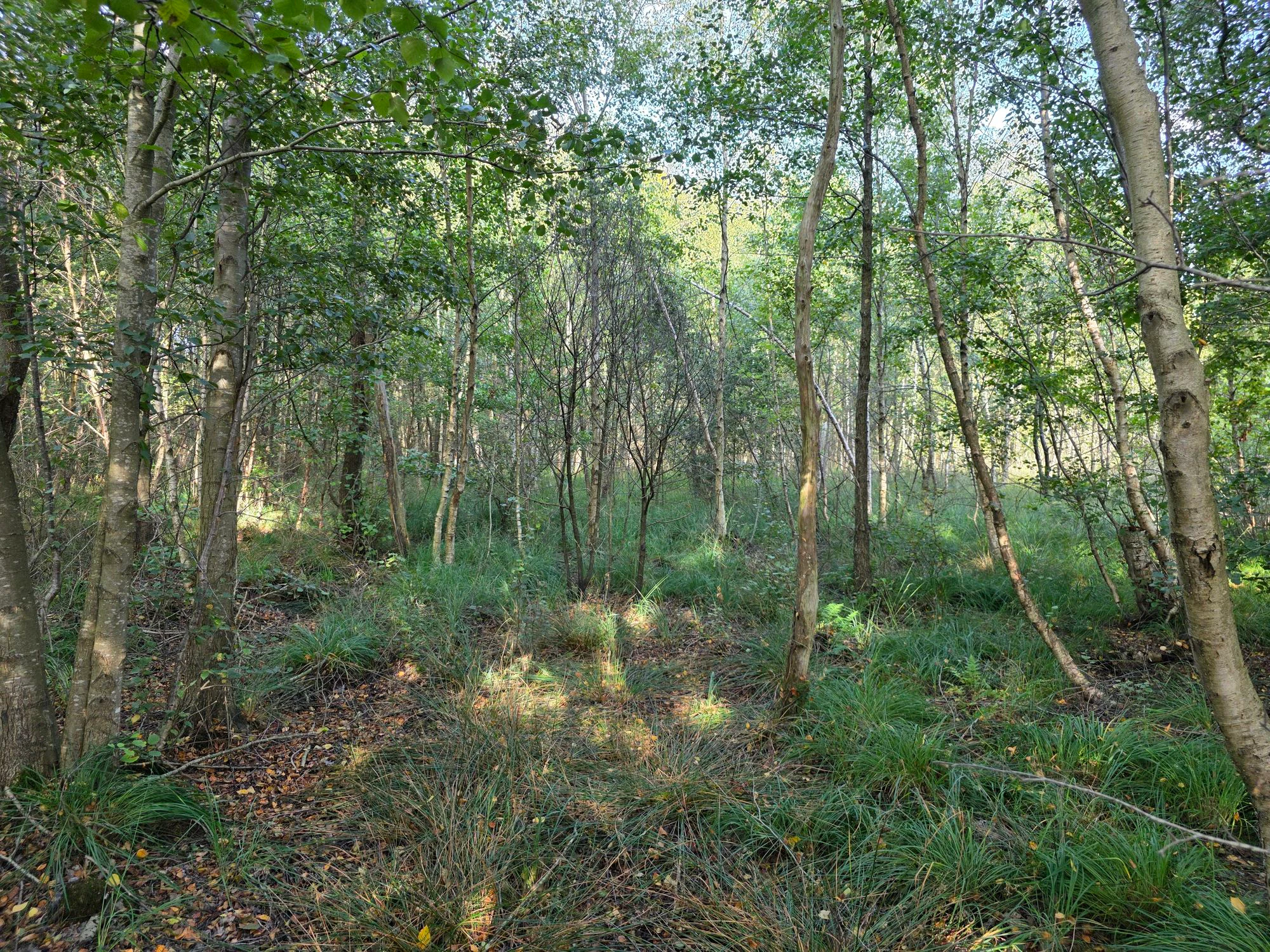 A dense patch of birch trees in a boggy, natural forest environment with dappled sunlight and low-lying ground vegetation.