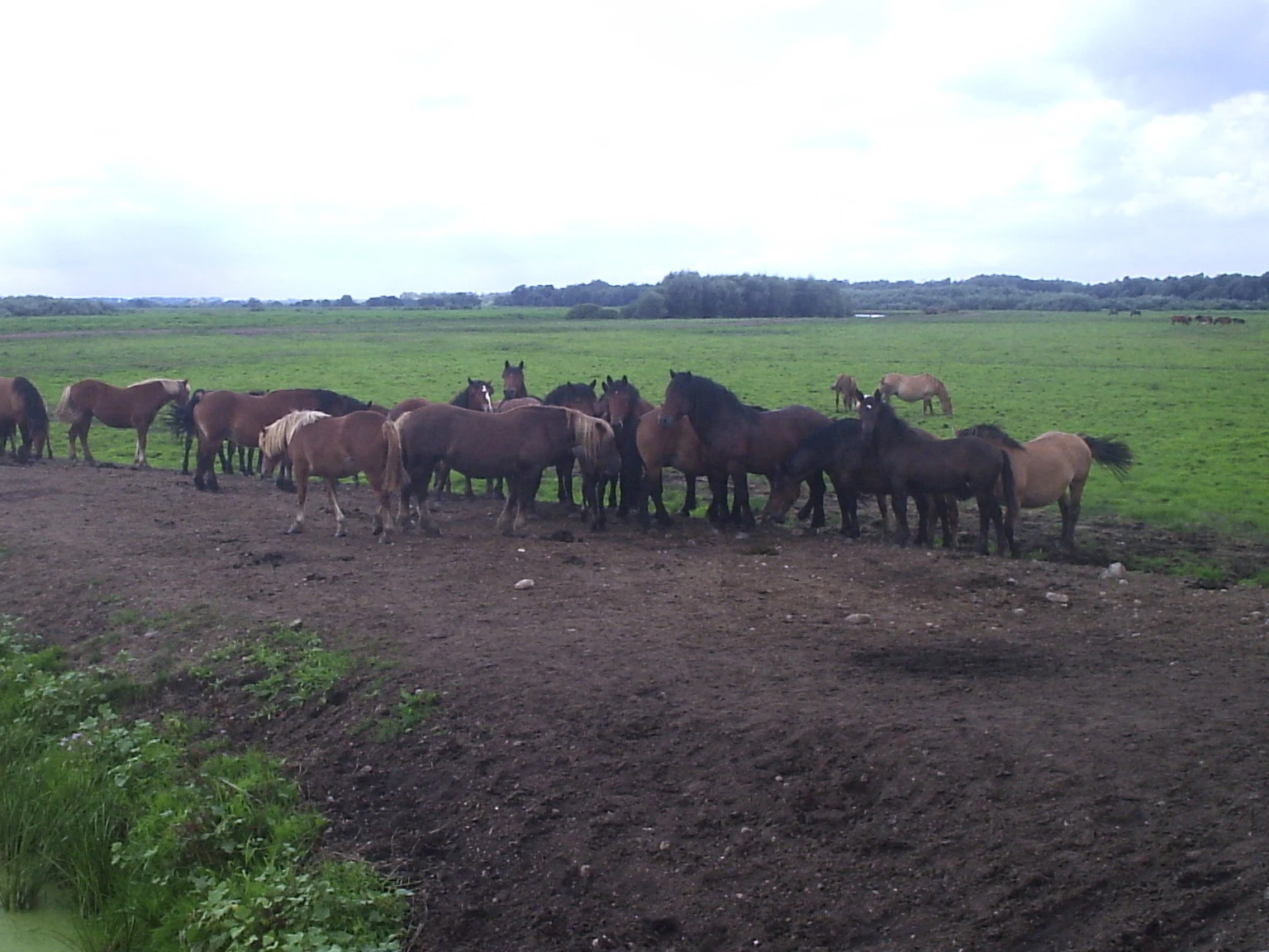 A group of horses standing on a muddy patch in a grassy field with distant trees under a cloudy sky