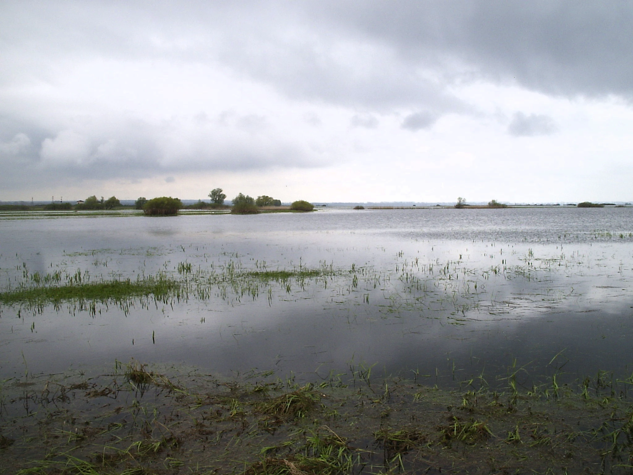 Shallow water wetland with patches of grass and reeds under overcast sky
