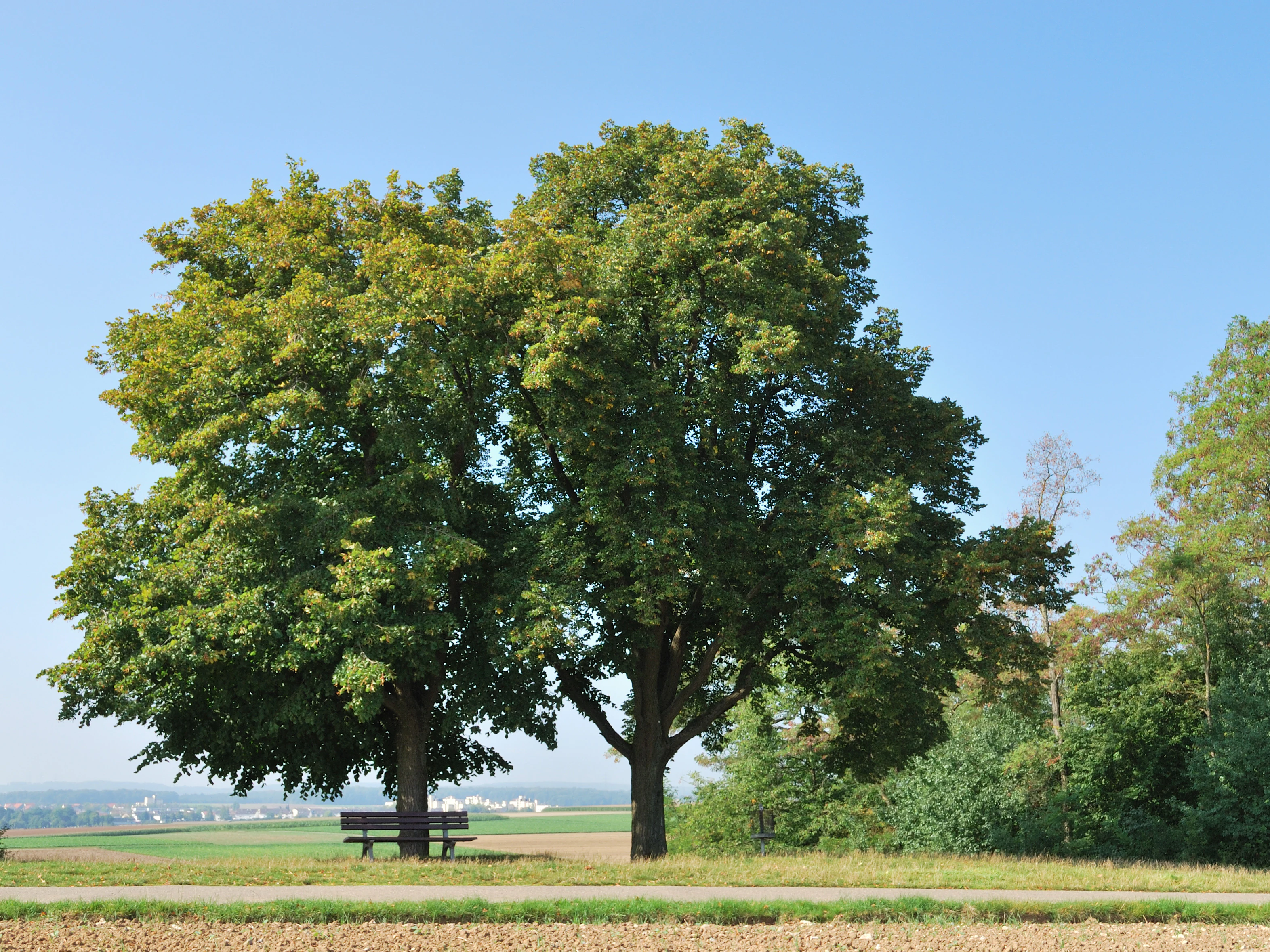 A large, mature linden tree stands prominently on a grassy hill, with a wooden bench placed beneath its branches and a distant view of fields under a clear blue sky.