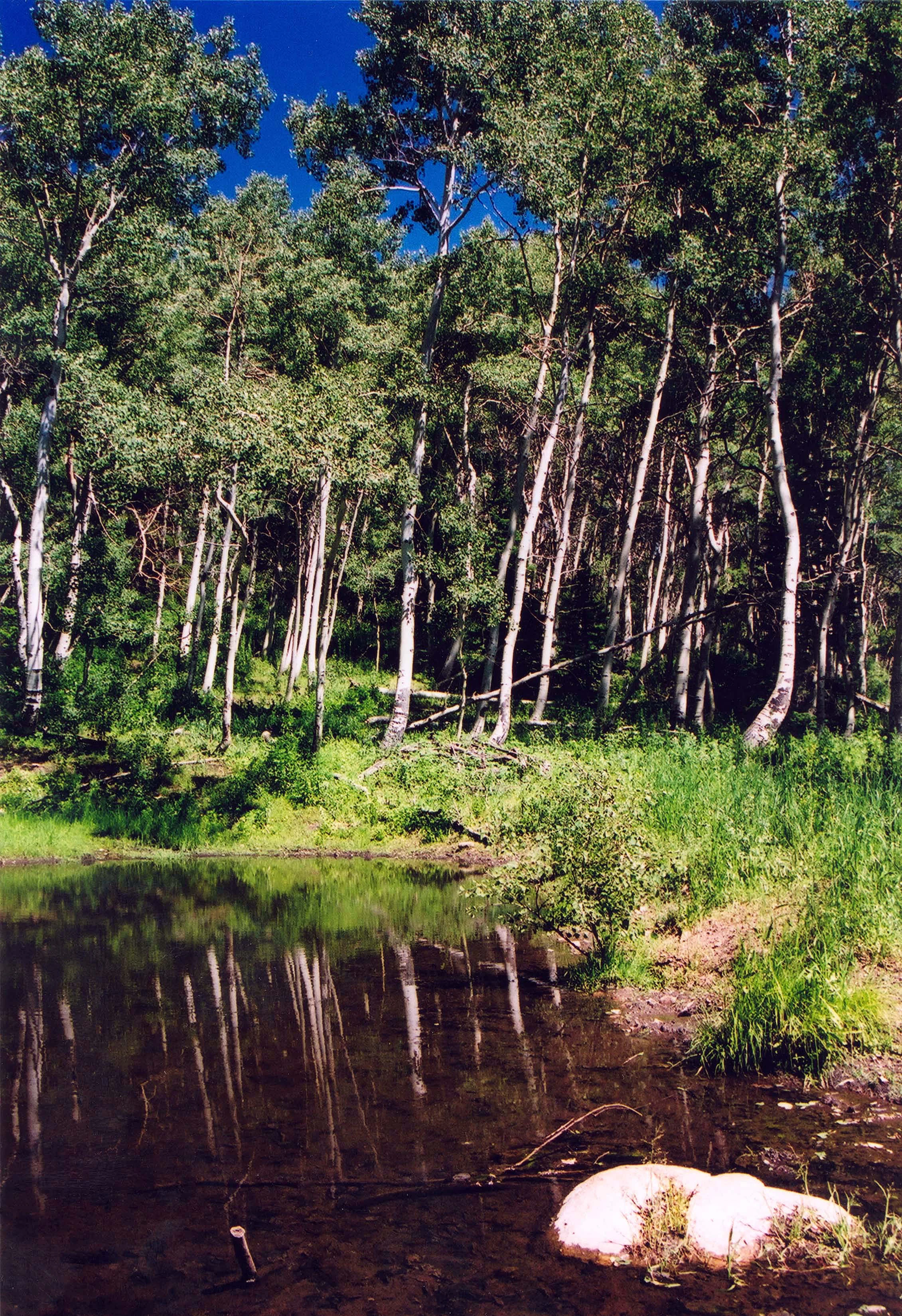 Un pequeño y tranquilo estanque forestal con una densa arboleda de esbeltos álamos de corteza blanca reflejándose en el agua quieta.