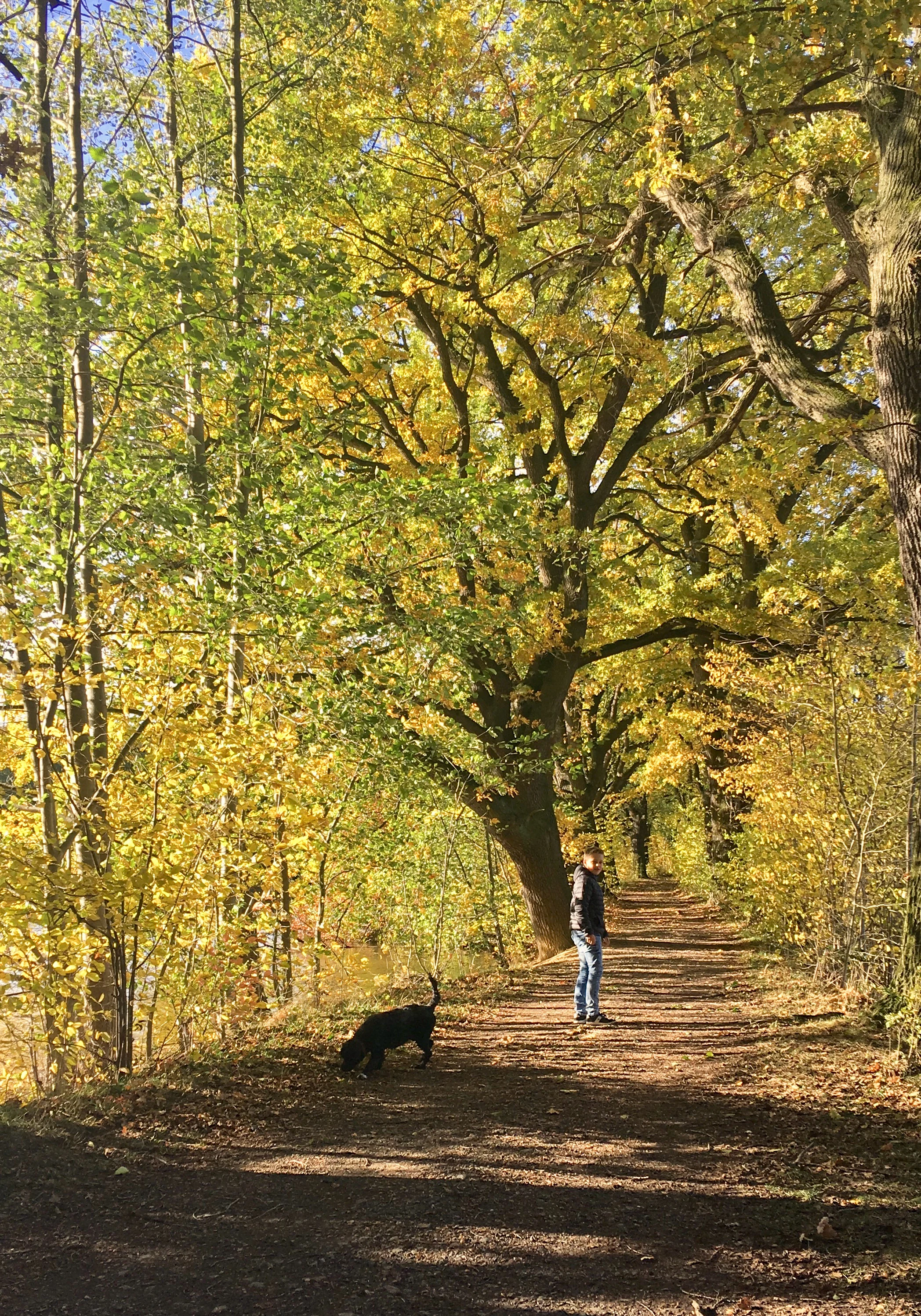 A person stands on a dirt trail under tall trees with vibrant yellow autumn foliage, with a black dog sniffing the ground nearby.