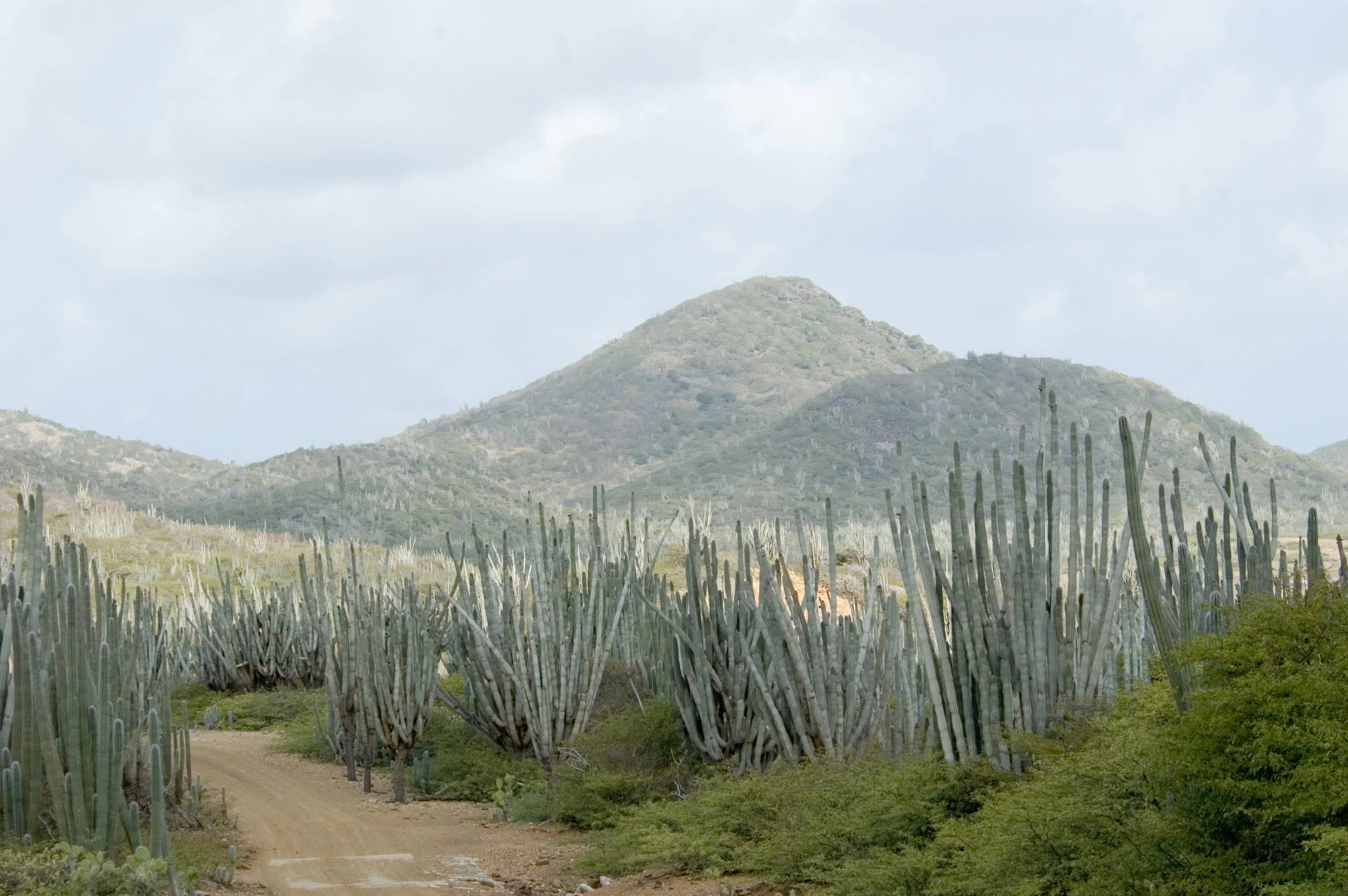 Una vista panorámica que muestra un sendero de tierra que atraviesa un campo de cactus altos y verticales, con colinas verdes áridas y onduladas al fondo bajo un cielo nublado.