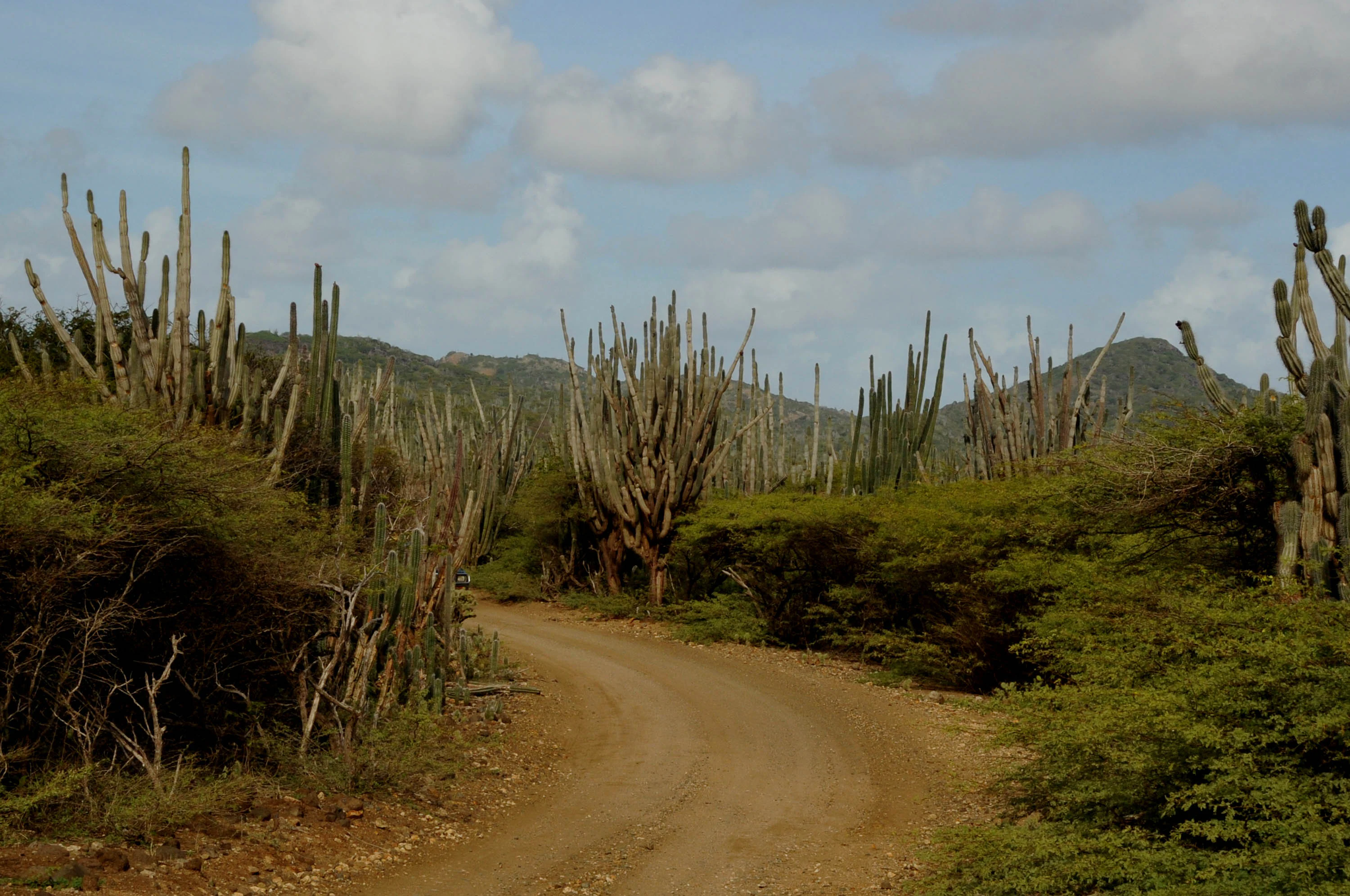 Un camino de tierra sinuoso a través de un paisaje seco en el Parque Nacional Washington-Slagbaai, rodeado de altos cactus candelabro y vegetación arbustiva, con colinas al fondo bajo un cielo azul.