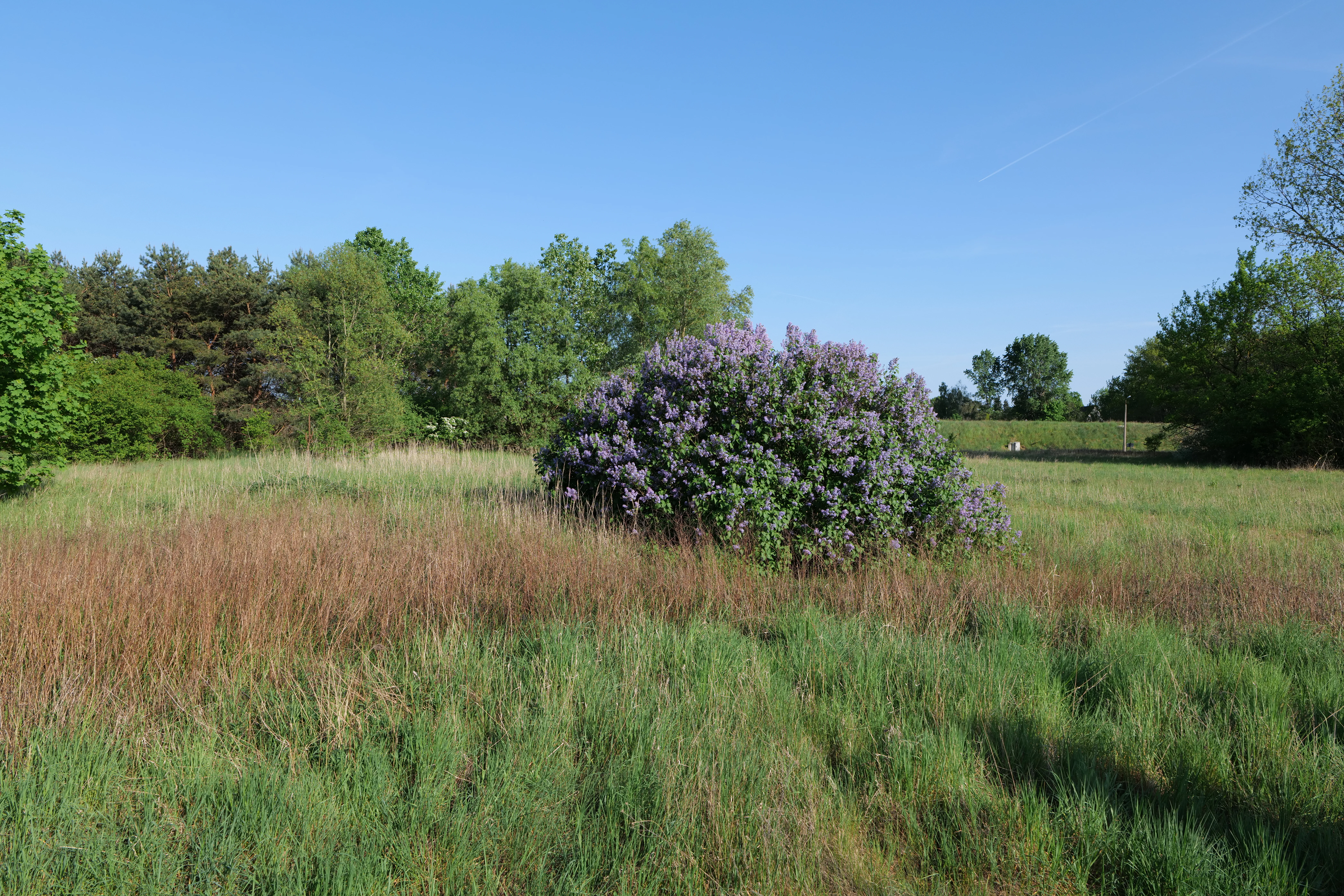A wide outdoor shot of a grassy meadow with a large purple lilac bush in full bloom sitting in the center, with a backdrop of green trees under a clear blue sky.