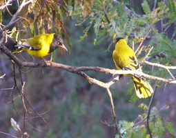 Two yellow birds with black heads perched on a tree branch.