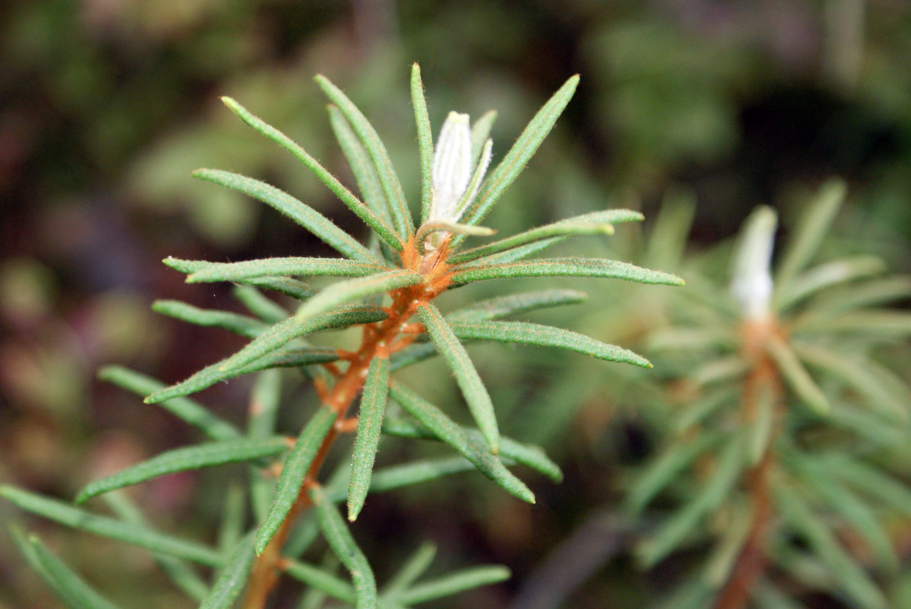 A close-up photograph of the needle-like leaves and budding white flowers of the Ledum palustre plant.