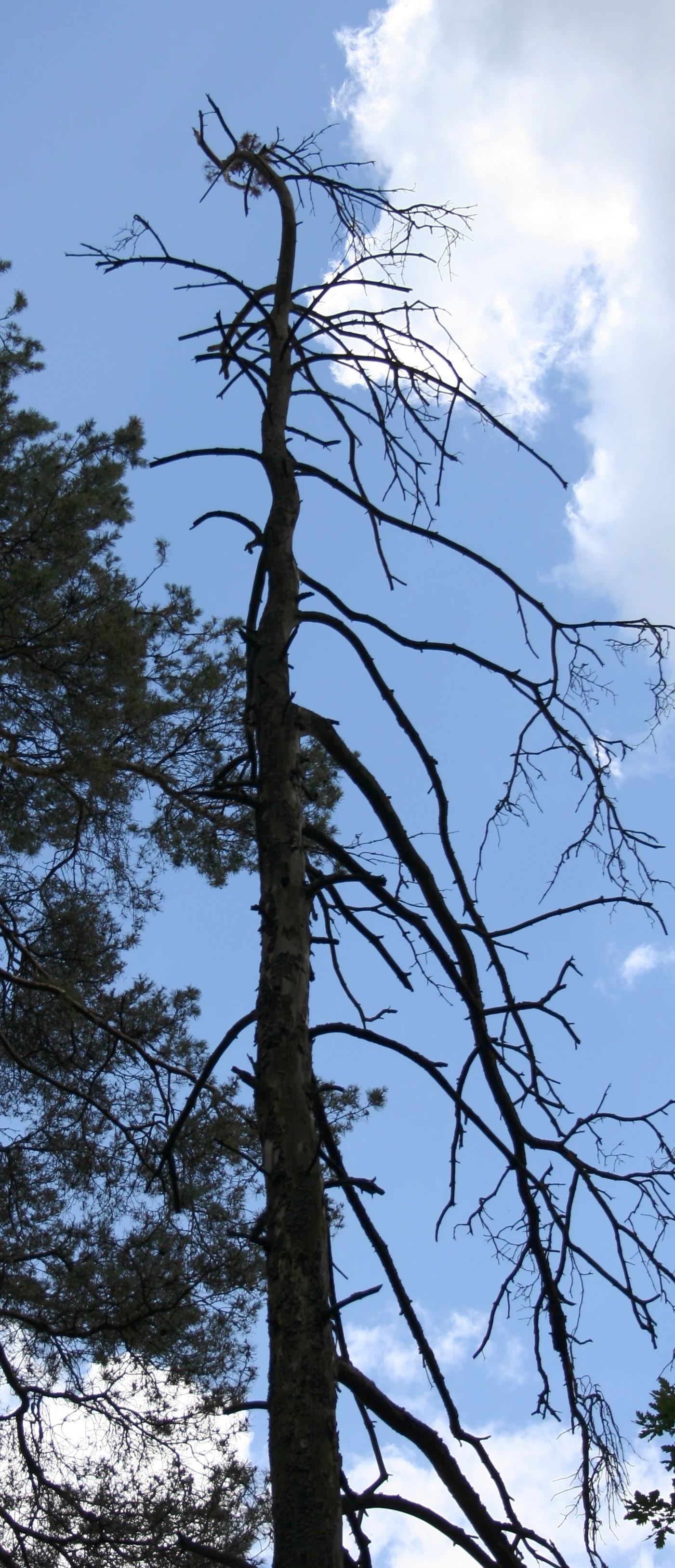 A tall, leafless, dead tree trunk stands against a bright blue sky with light clouds, with green pine needles visible on the left side of the frame.